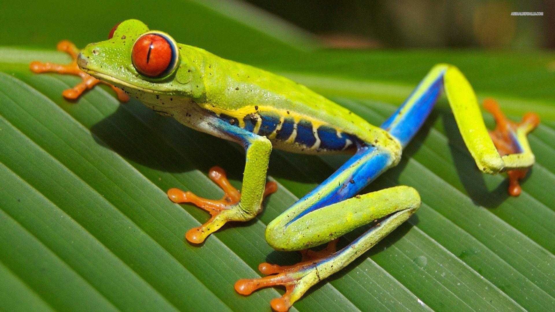 1920x1080 Red Eyed Treefrog Wallpaper #, Desktop