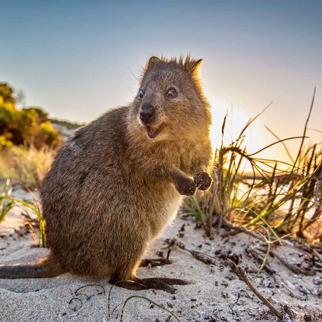 1080x1080 Quokka. Animals☺. Quokka, Animal and Happy animals, Phone