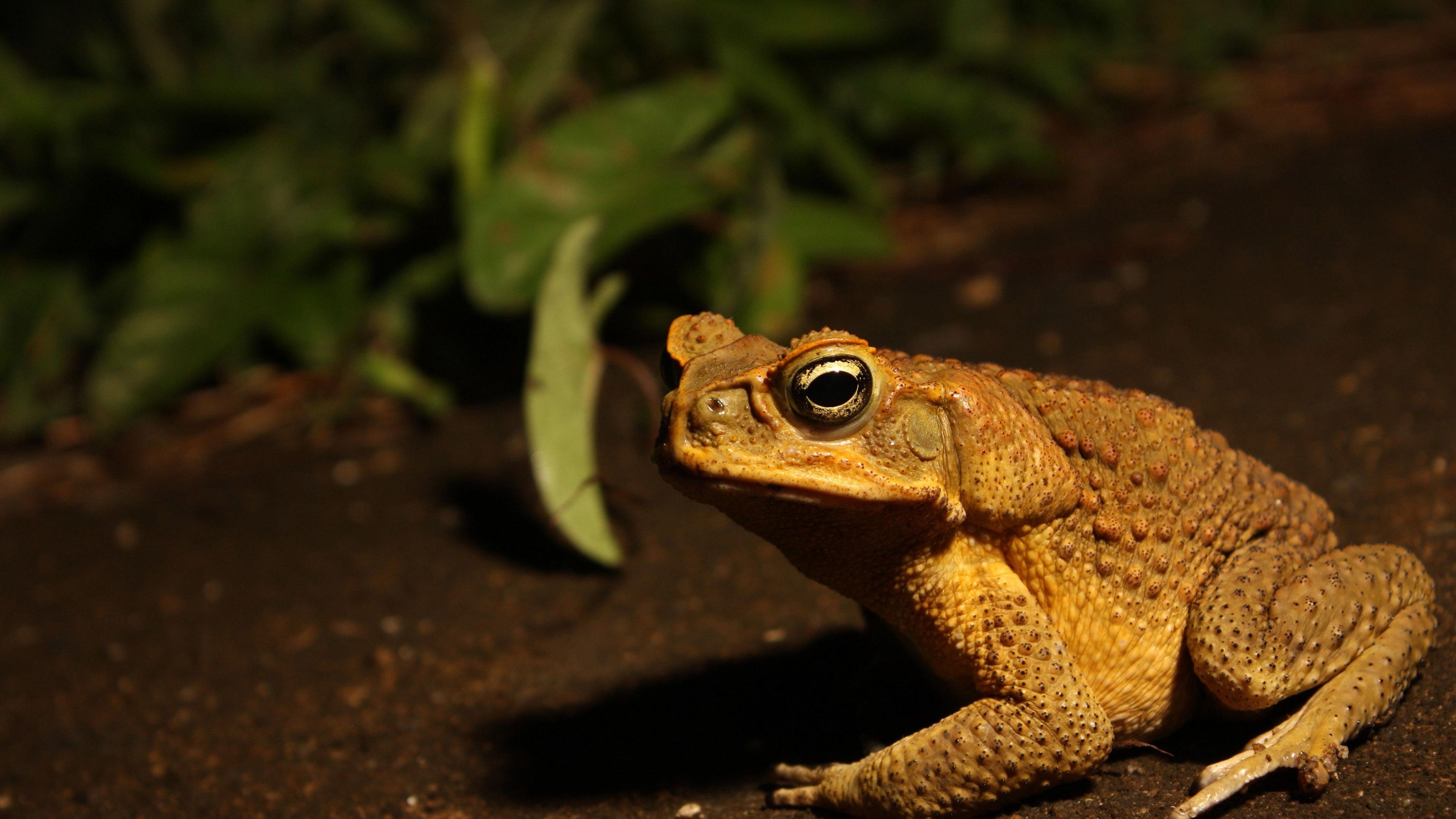 3840x2160 Toad on the sand 4k animal desktop wallpaper 25613 Wallpaper, Desktop