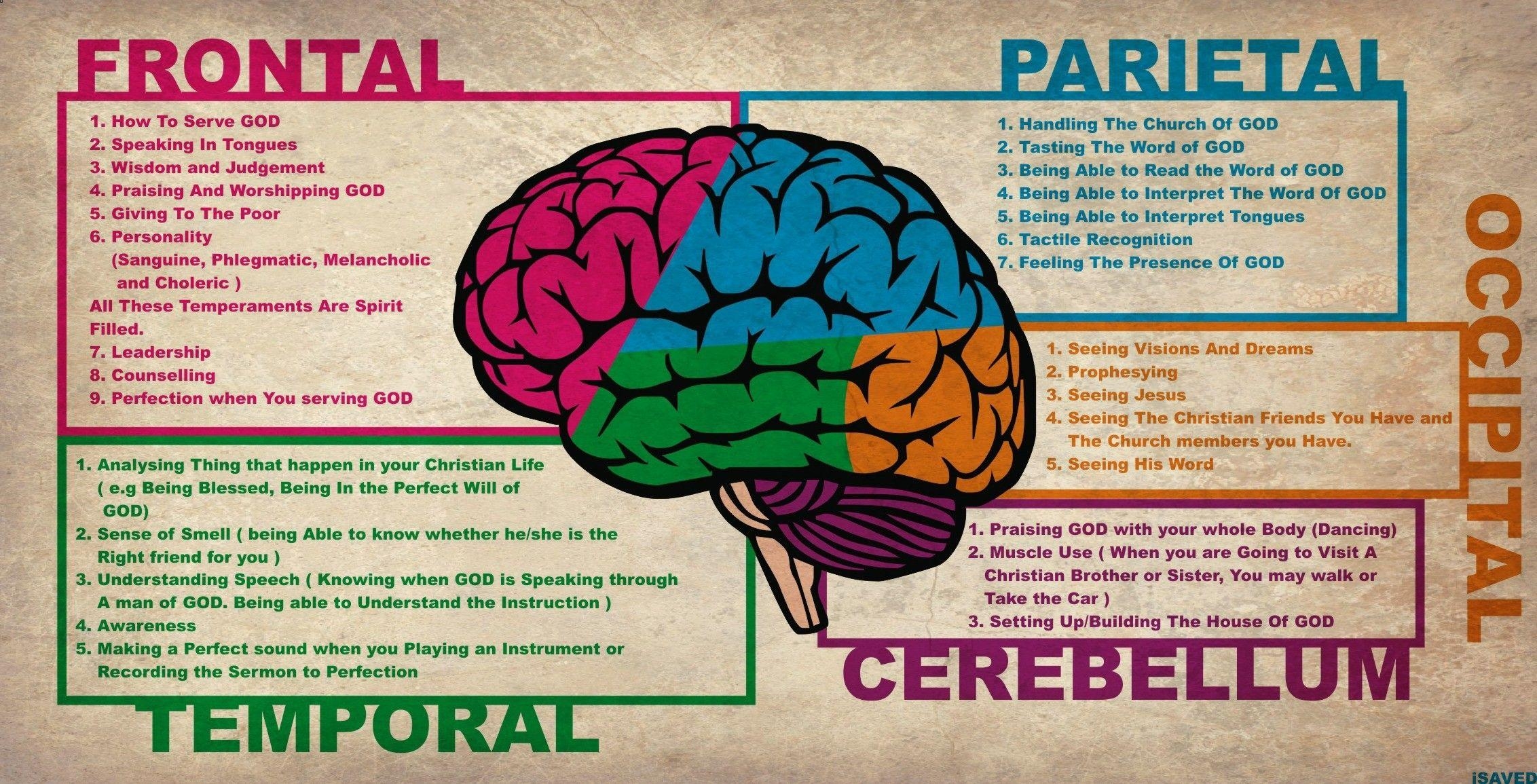 2270x1160 Brain Anatomy Wallpaper, Desktop