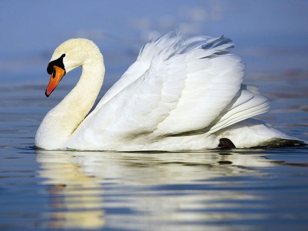 1030x770 Swans wallpaper, Desktop