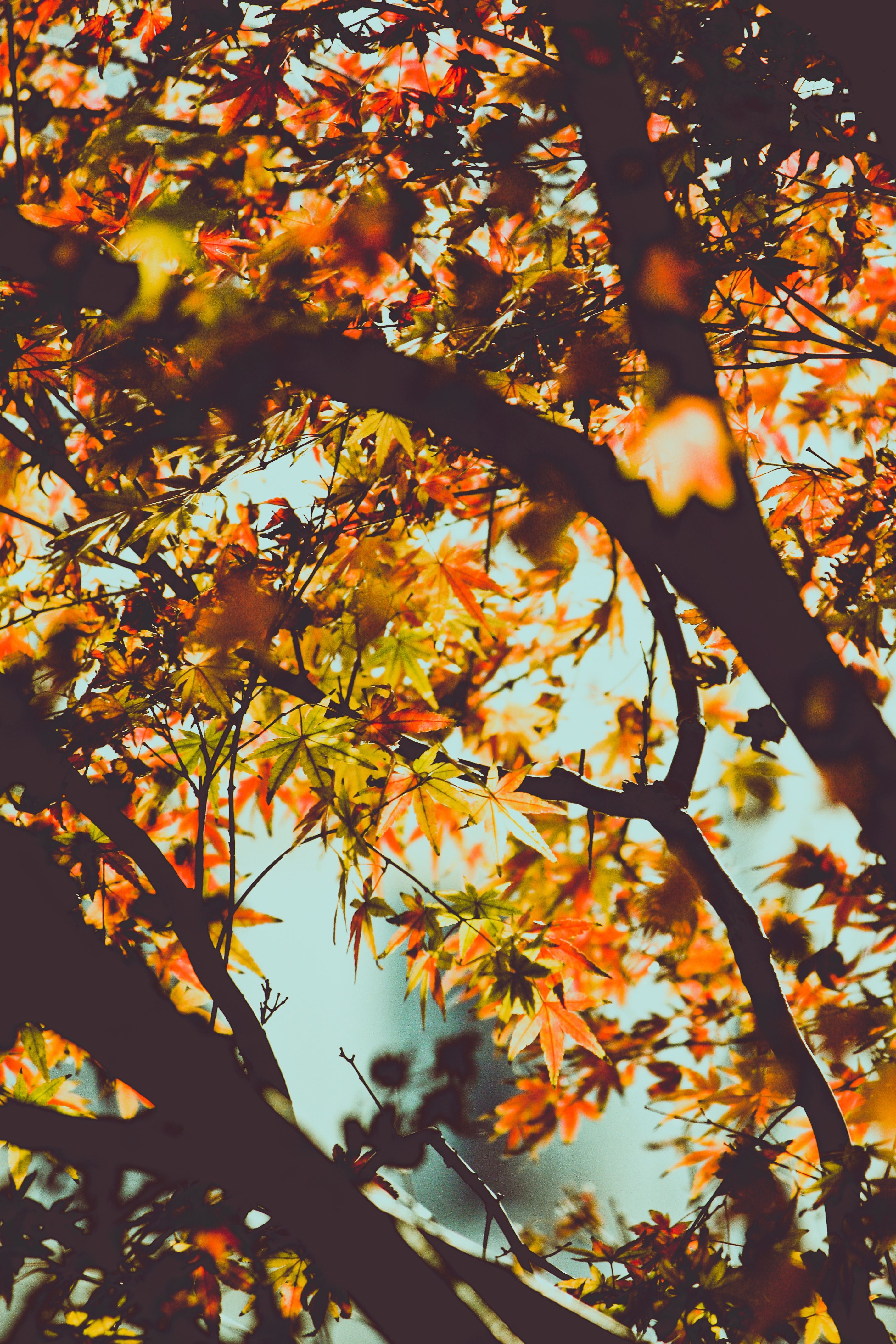 2850x4280 Fall Vibes Wallpaper, Phone