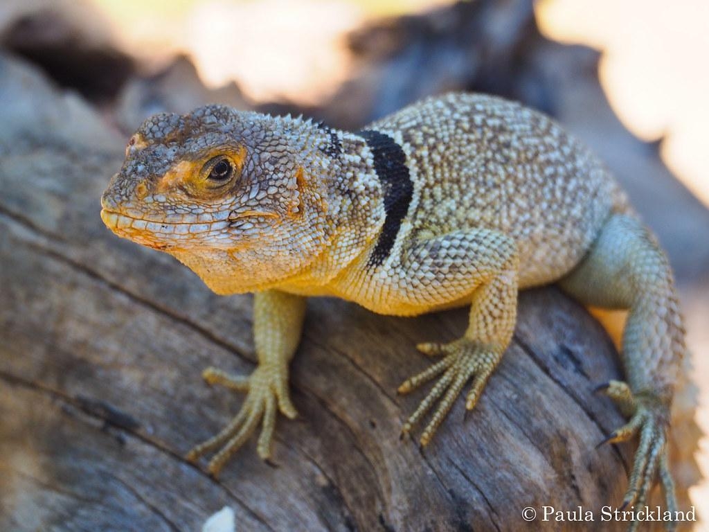 1030x770 The World's Best Photo of lizard and oplurus Hive Mind, Desktop