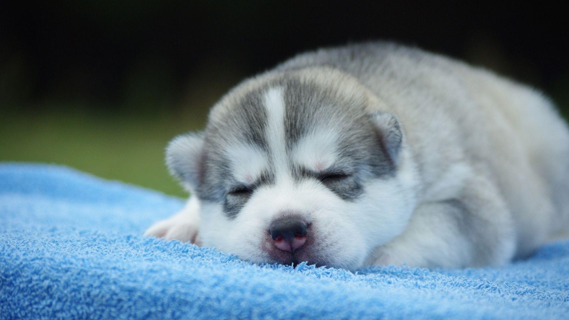 1920x1080 Husky Puppy Sleeping, Desktop