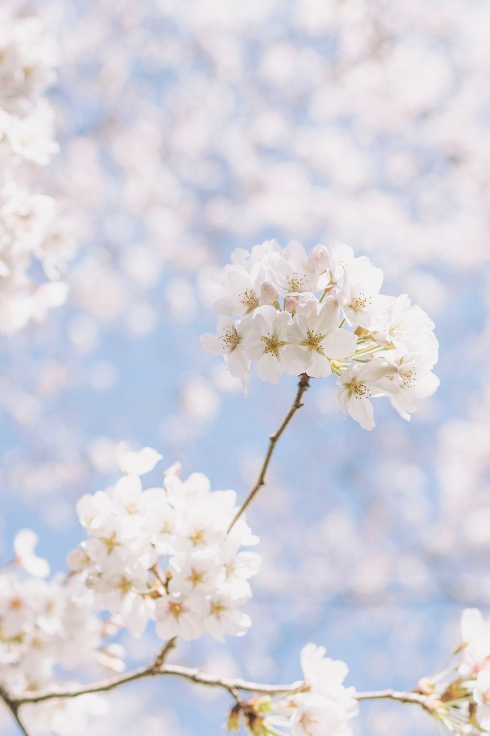 1000x1500 Spring Wallpaper: Free HD Download [HQ], Phone