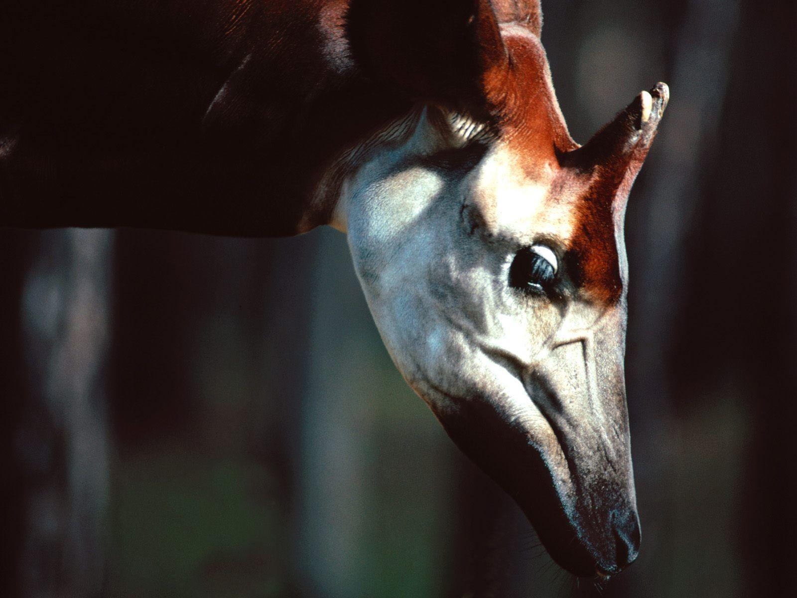 1600x1200 male Okapi. LOVE THE NATURE「 天 然 」. Okapi, Cute animal, Desktop