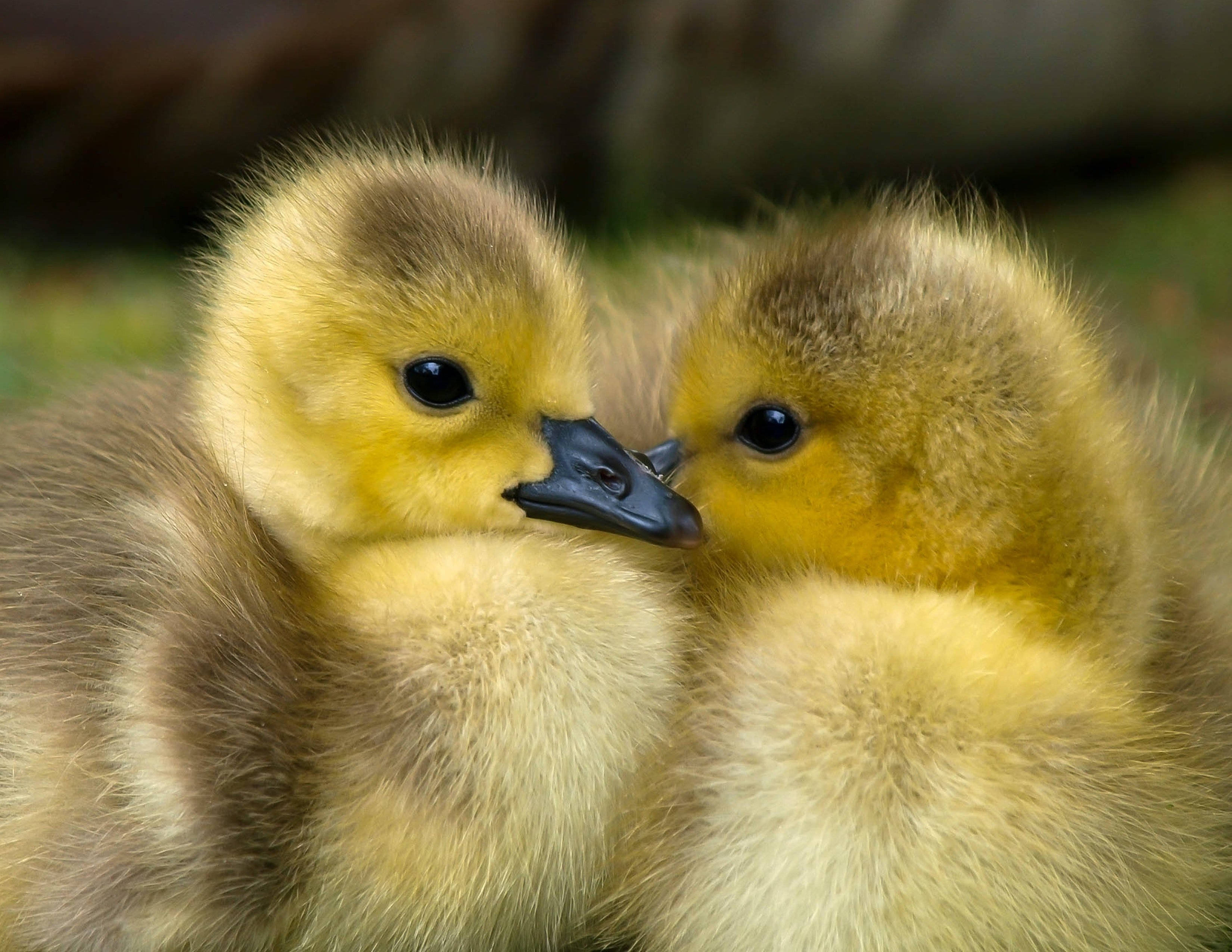 3300x2550 Download Two Cute Ducks PFP Wallpaper, Desktop