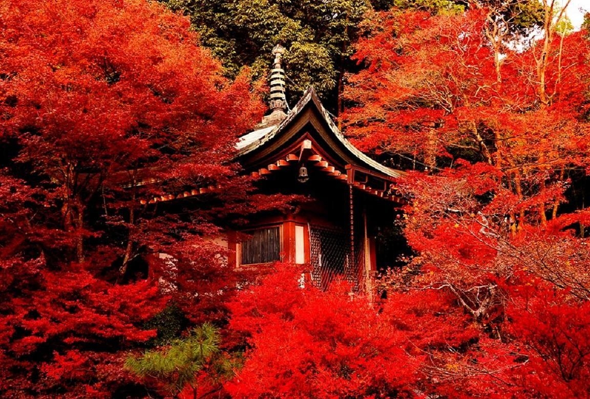 1160x780 Japanese Shrine Wallpaper Mobile For Free Wallpaper Red Tree Forest HD Wallpaper, Desktop