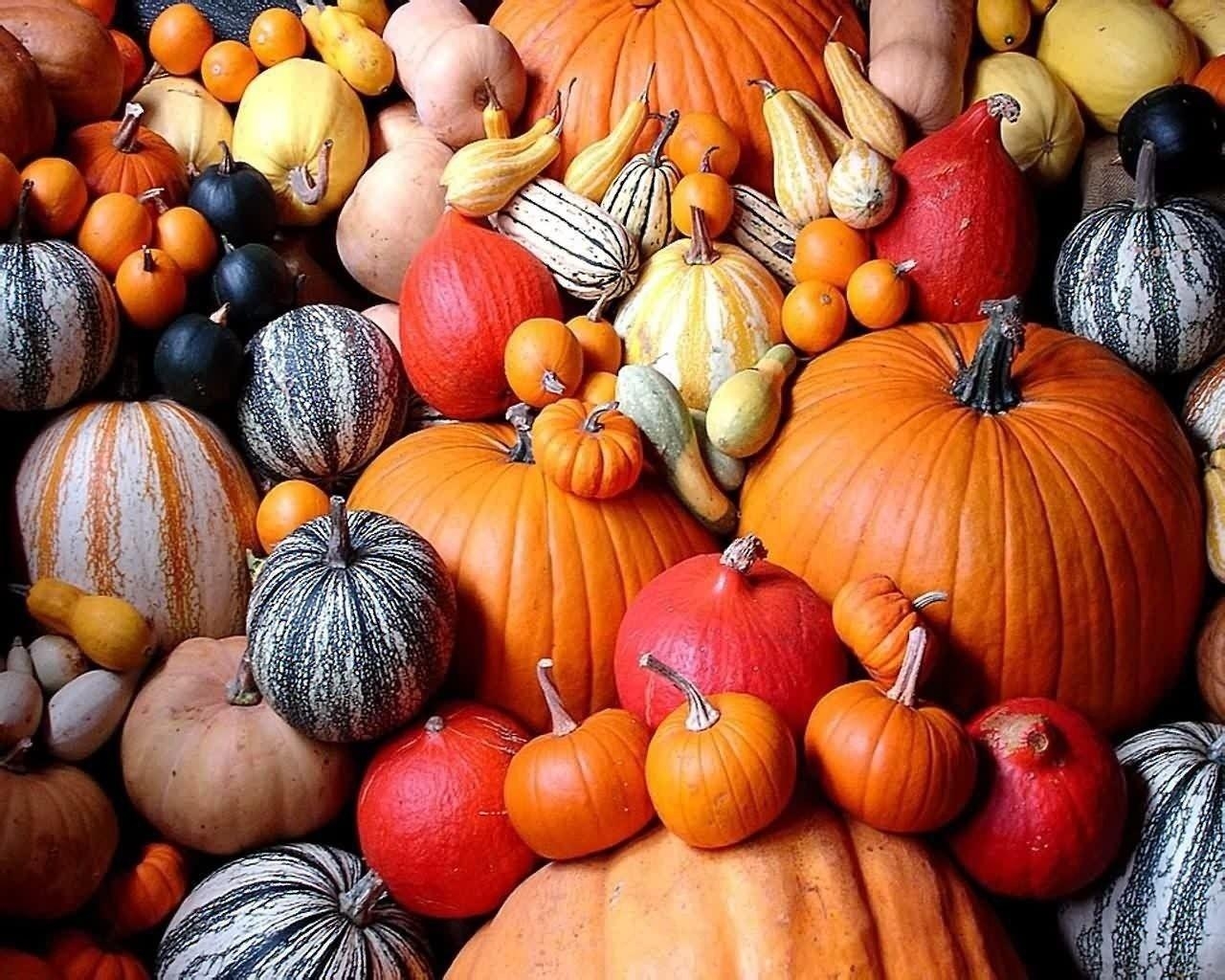 1280x1030 Pumpkin HD Wallpaper and Background Image, Desktop