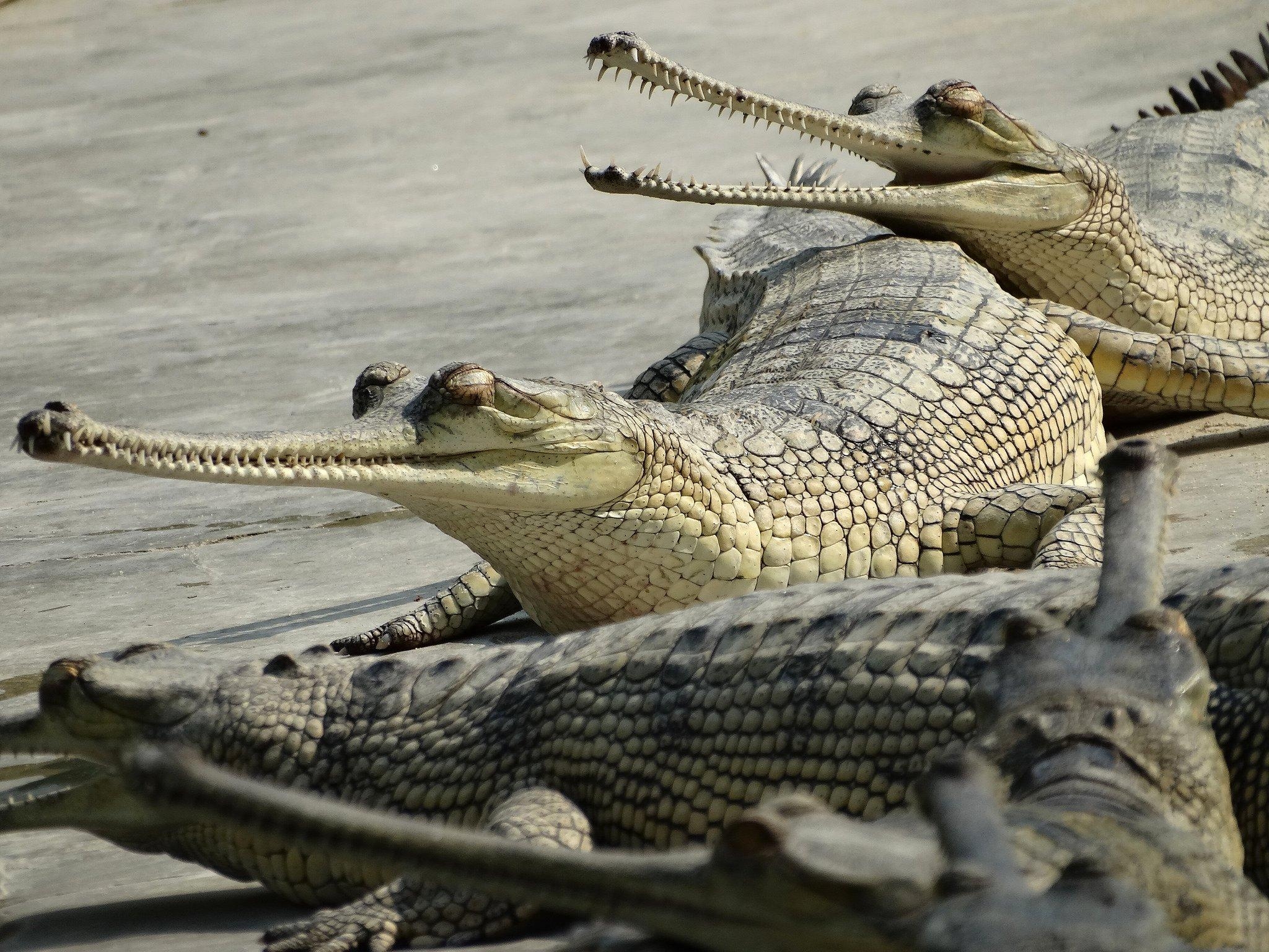 2050x1540 Gharials and mugger crocodiles coexist, Desktop