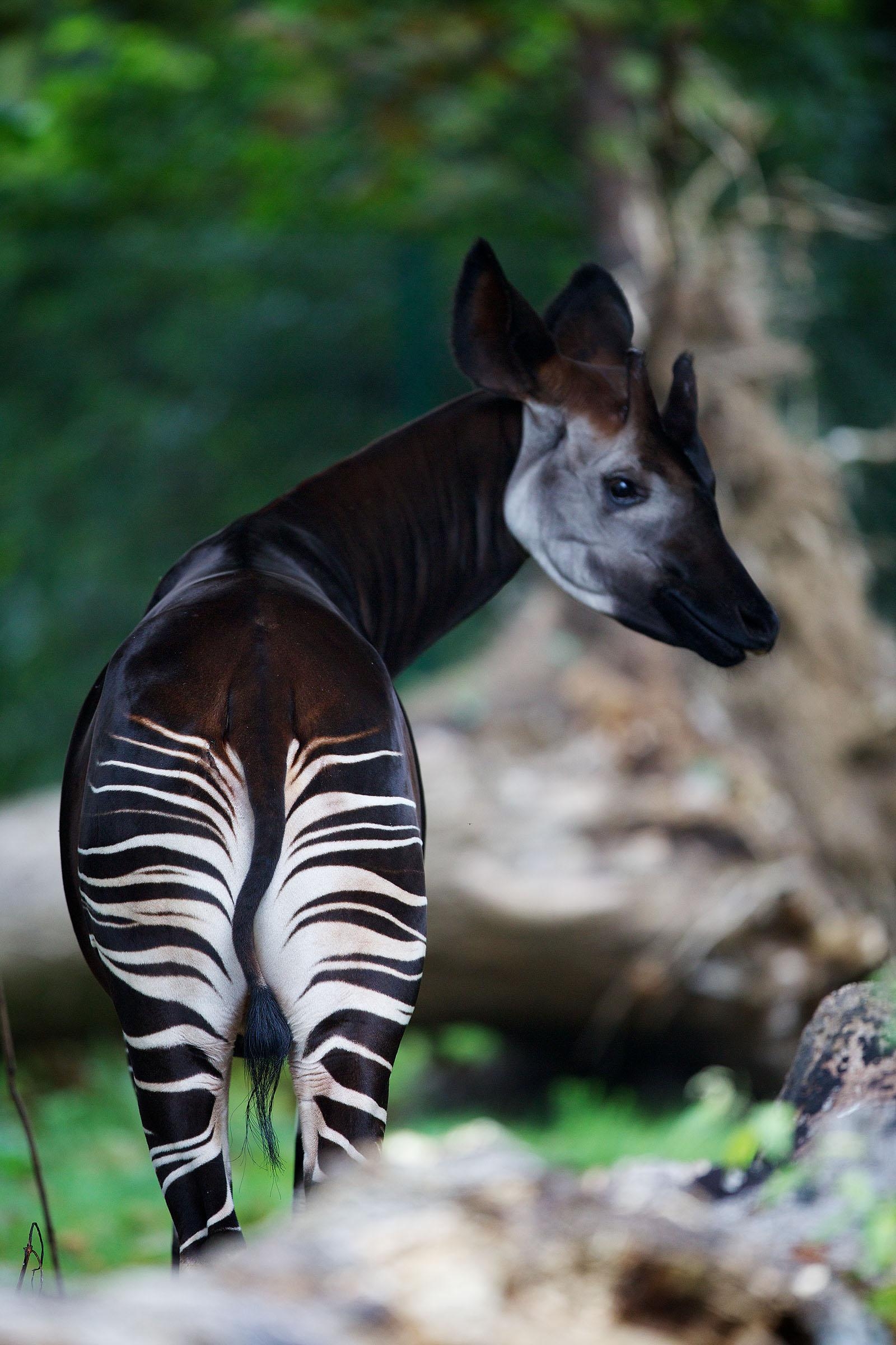 1600x2400 Okapi Wallpaper High Quality, Phone