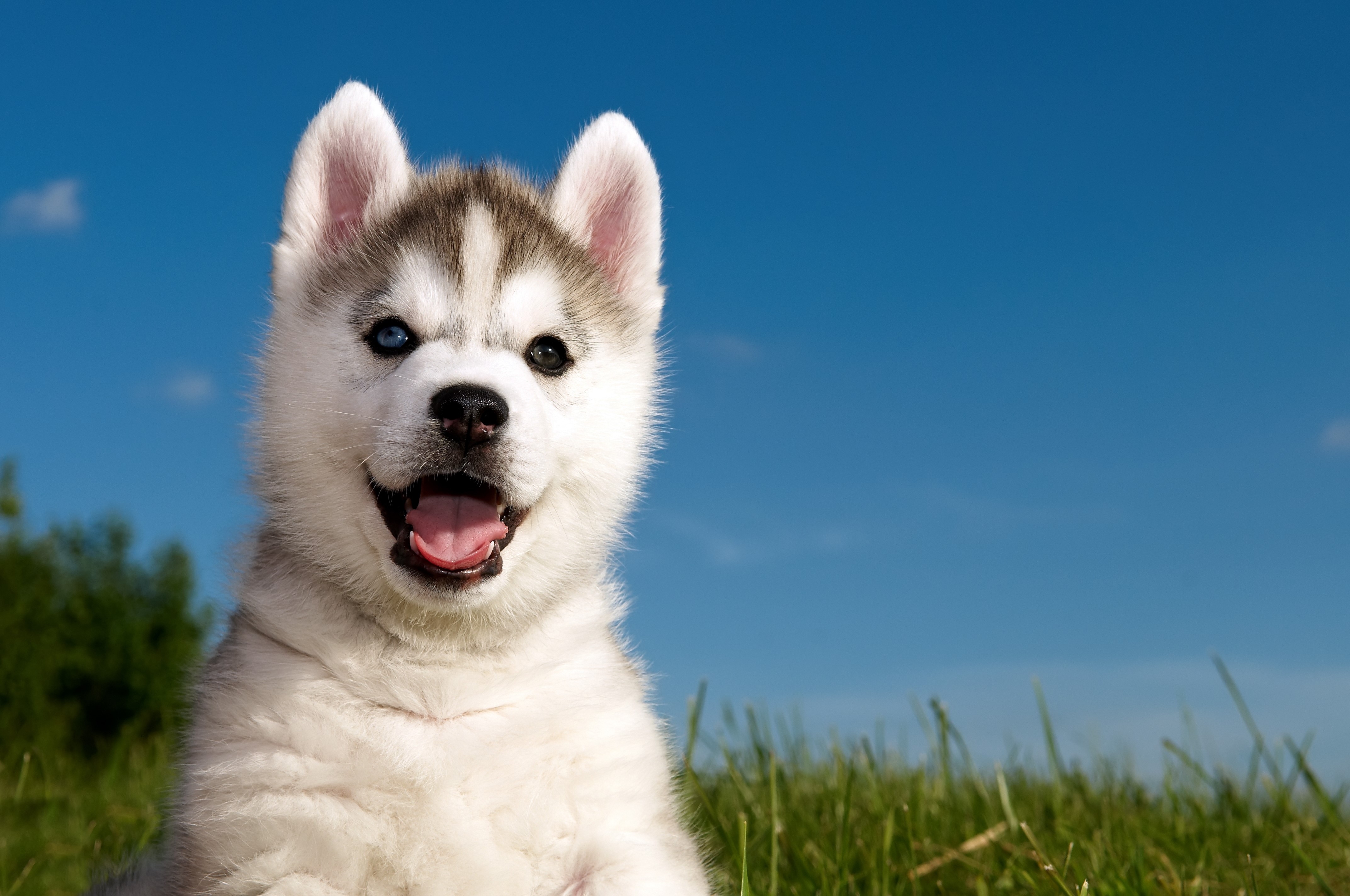 4290x2850 4K, Dogs, Husky, Puppy Gallery HD Wallpaper, Desktop