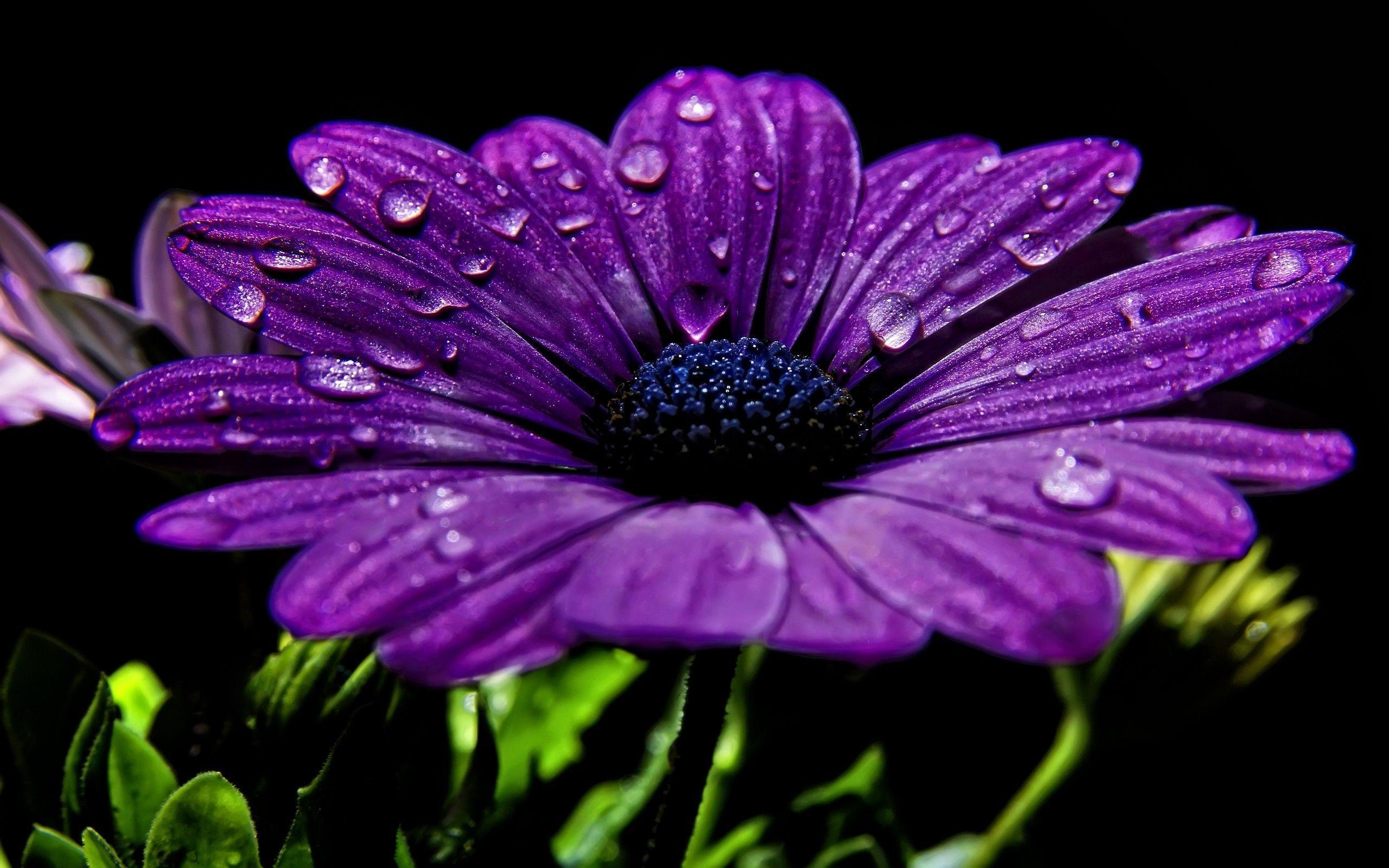 2560x1600 Cool Background Picture Purple Flower, Wallpaper, HD Wallpaper, Desktop