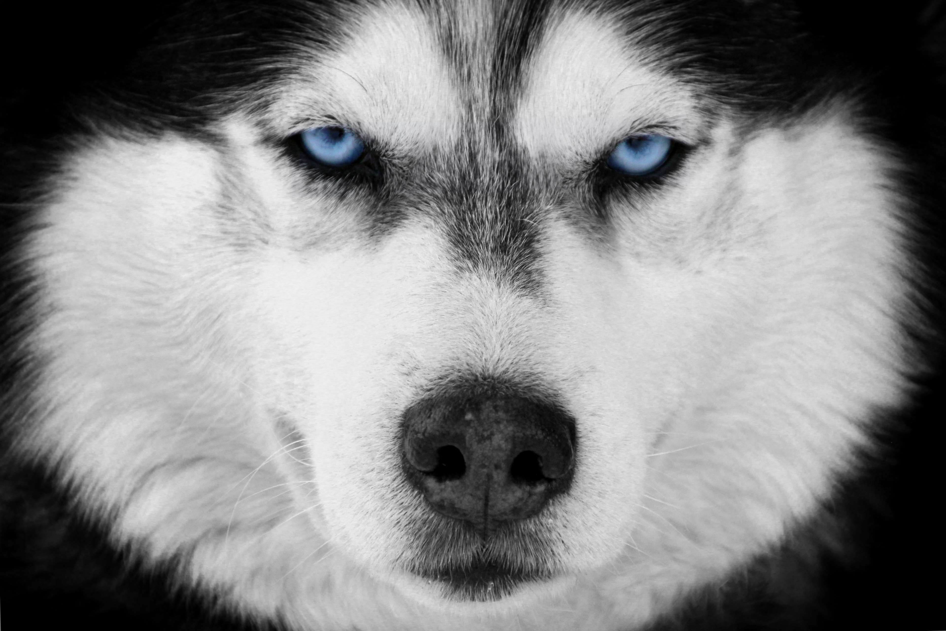 3840x2560 black and white, blue eyes, dog, husky, siberian husky 4k wallpaper, Desktop