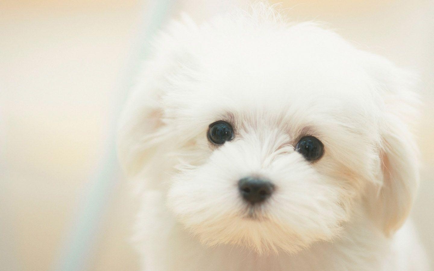 1440x900 Lovely white dog wallpaper, Desktop