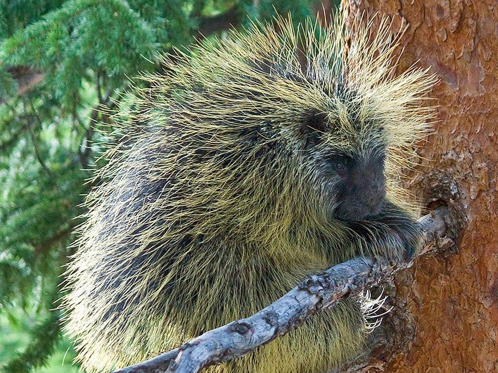 1030x770 Porcupine Wallpaper, Desktop