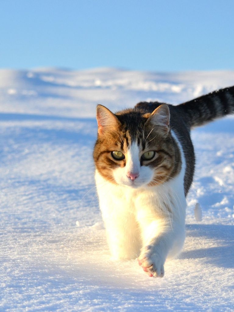 770x1030 Free download Walk snow winter cat wallpaper 1920x1300 75115 WallpaperUP [1920x1300] for your Desktop, Mobile & Tablet. Explore Cats in Snow Wallpaper. Snow Leopard Wallpaper Hd, HD Wallpaper Snow, Phone