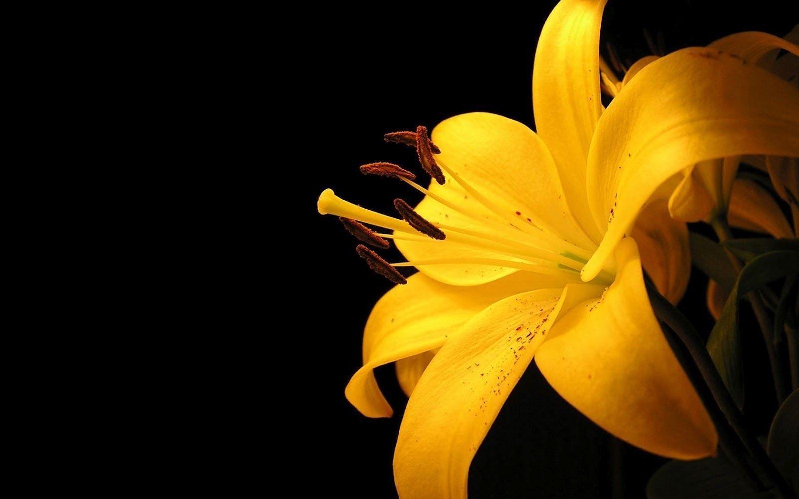 1600x1000 wallpaper: flower wallpaper, Desktop