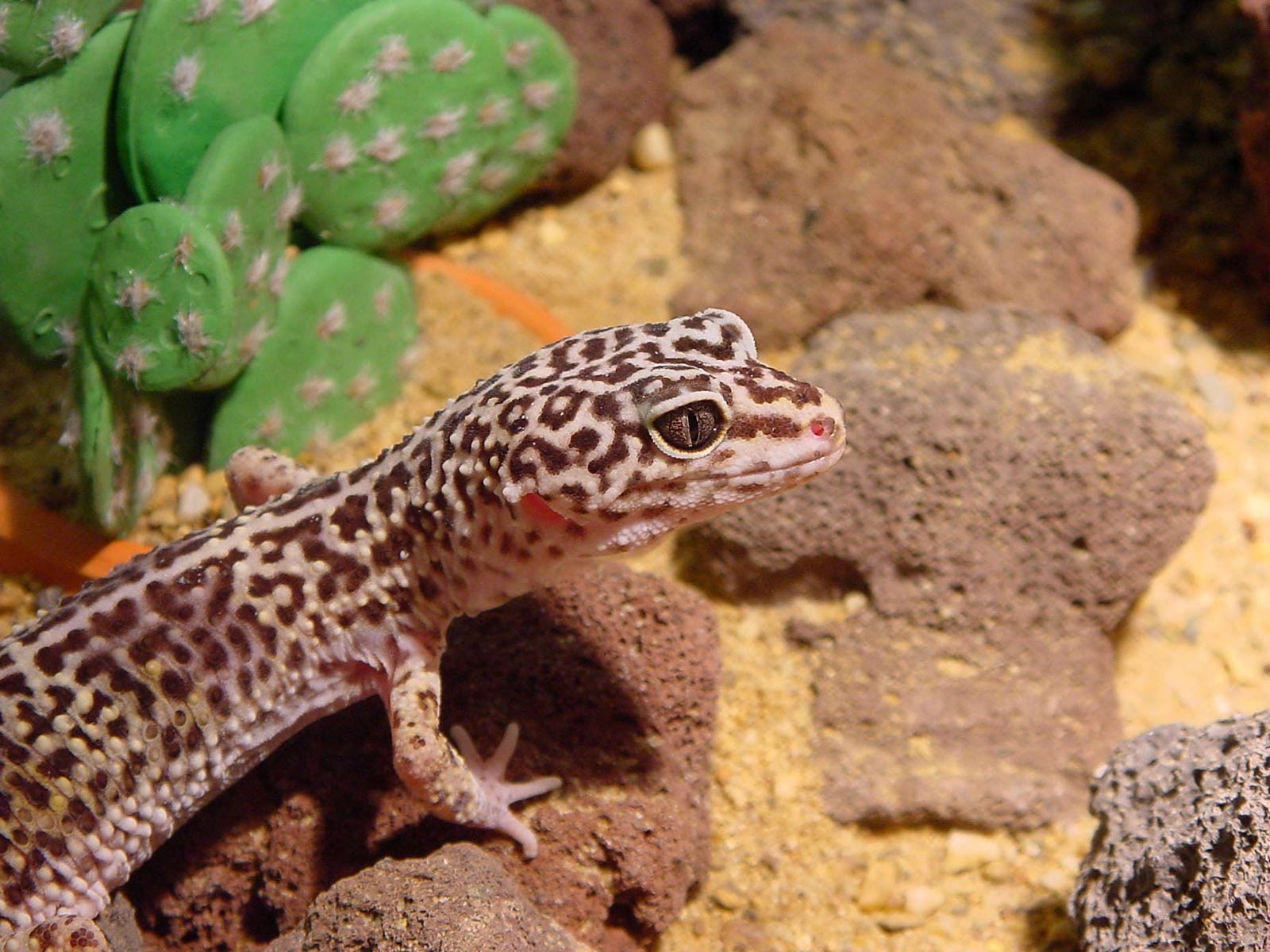 1600x1200 Gecko Wallpaper 7. Free Download HD Wallpaper 4k And Background, Desktop