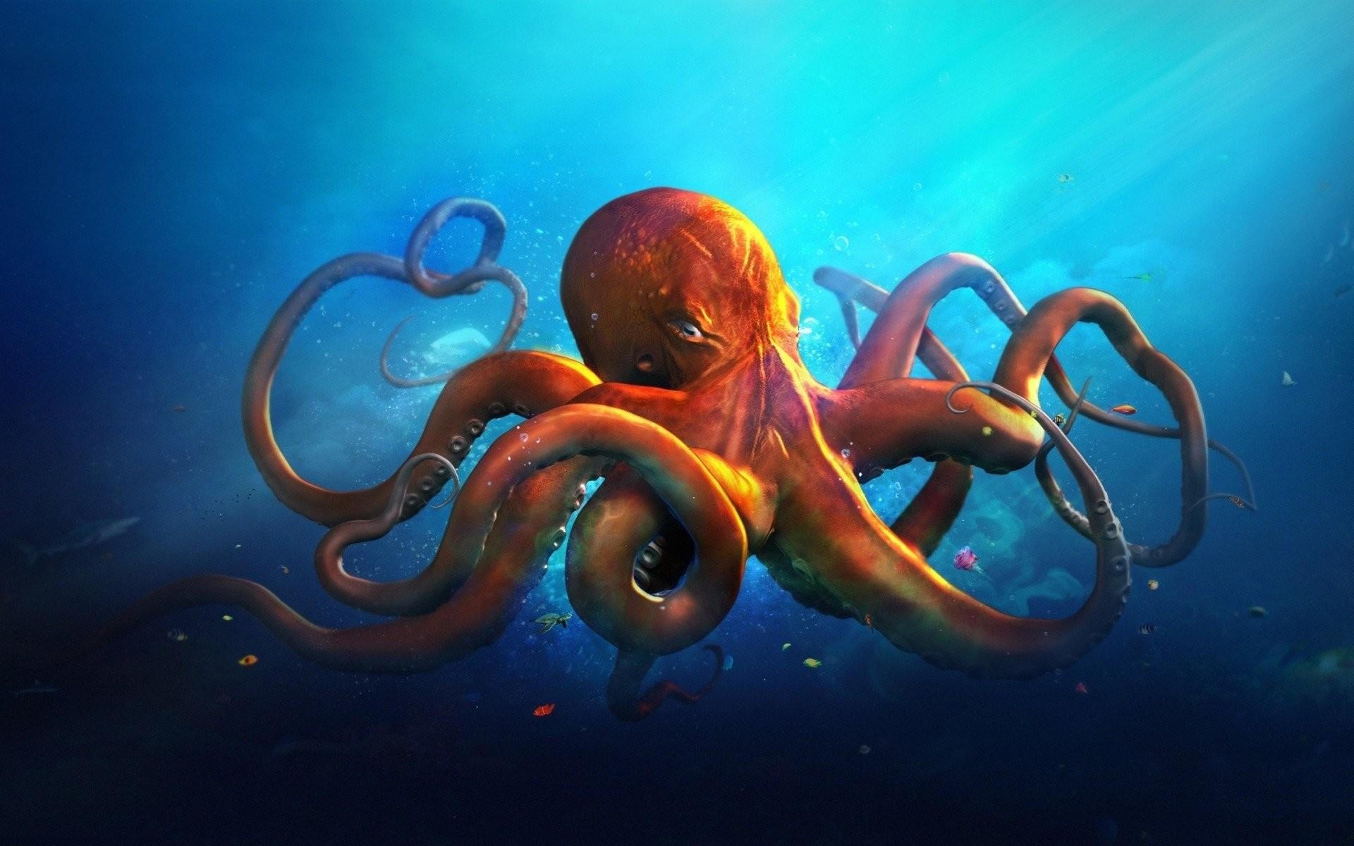 1920x1200 HD Octopus Wallpaper, Desktop