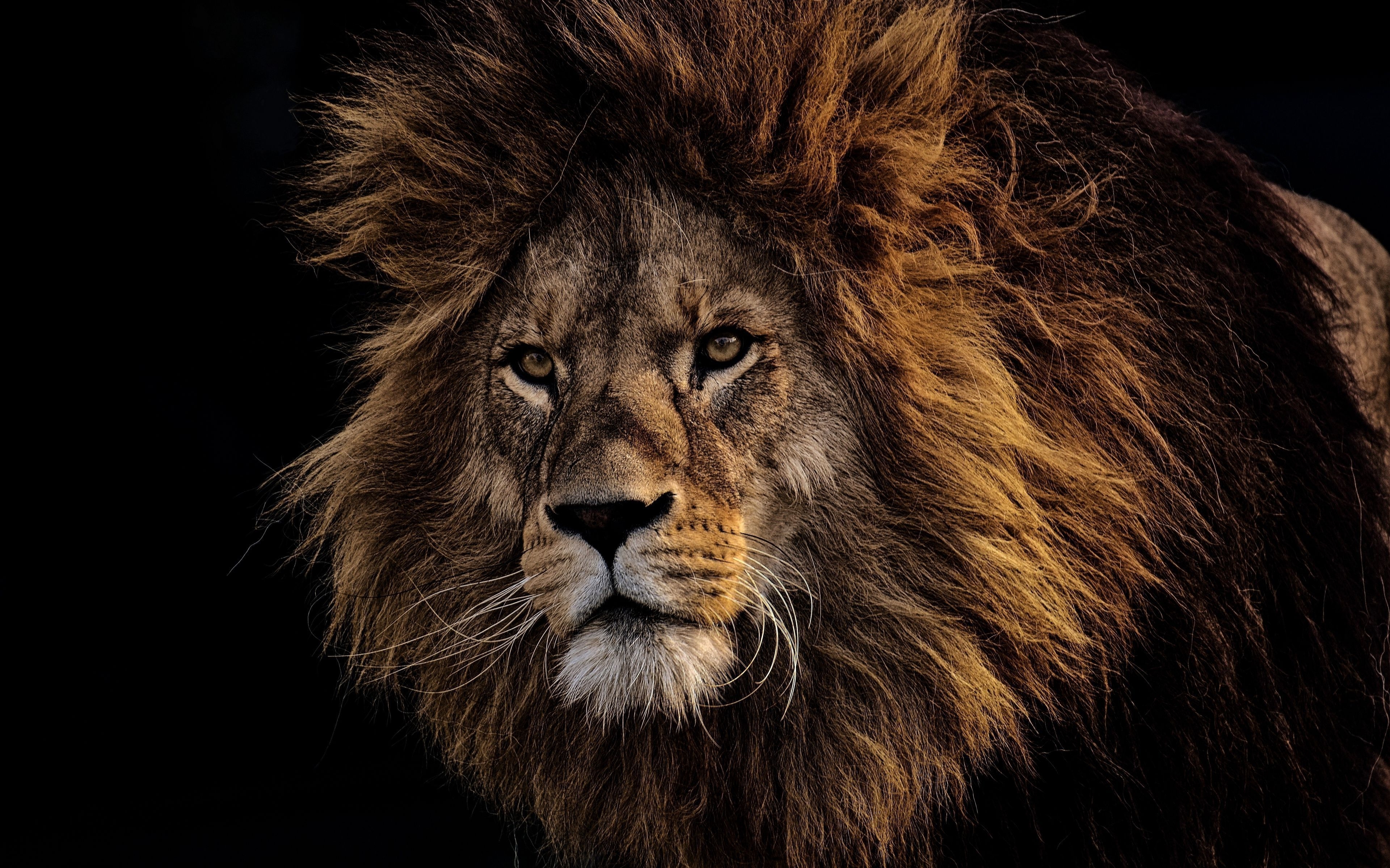 3840x2400 Lion 4K Ultra HD Wallpaper Free Lion 4K Ultra HD, Desktop