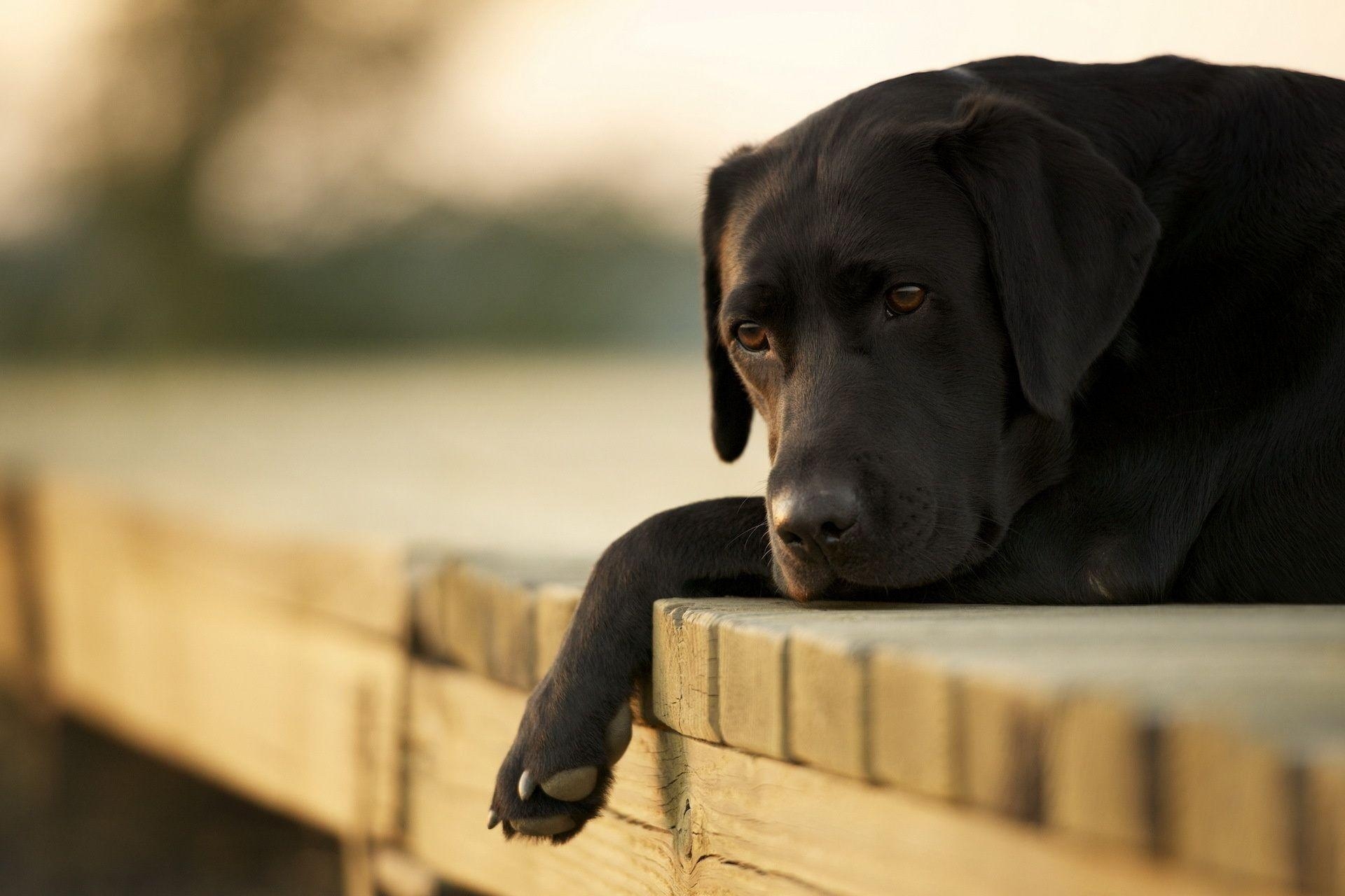 1920x1280 MX 83 Labrador Dog Wallpaper, Labrador Dog Adorable Desktop, Desktop