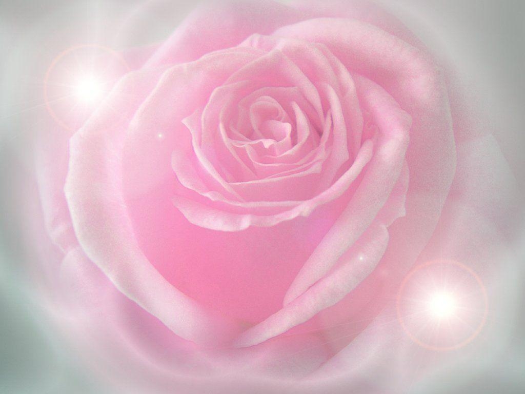 1030x770 pink rose wallpaper, Desktop