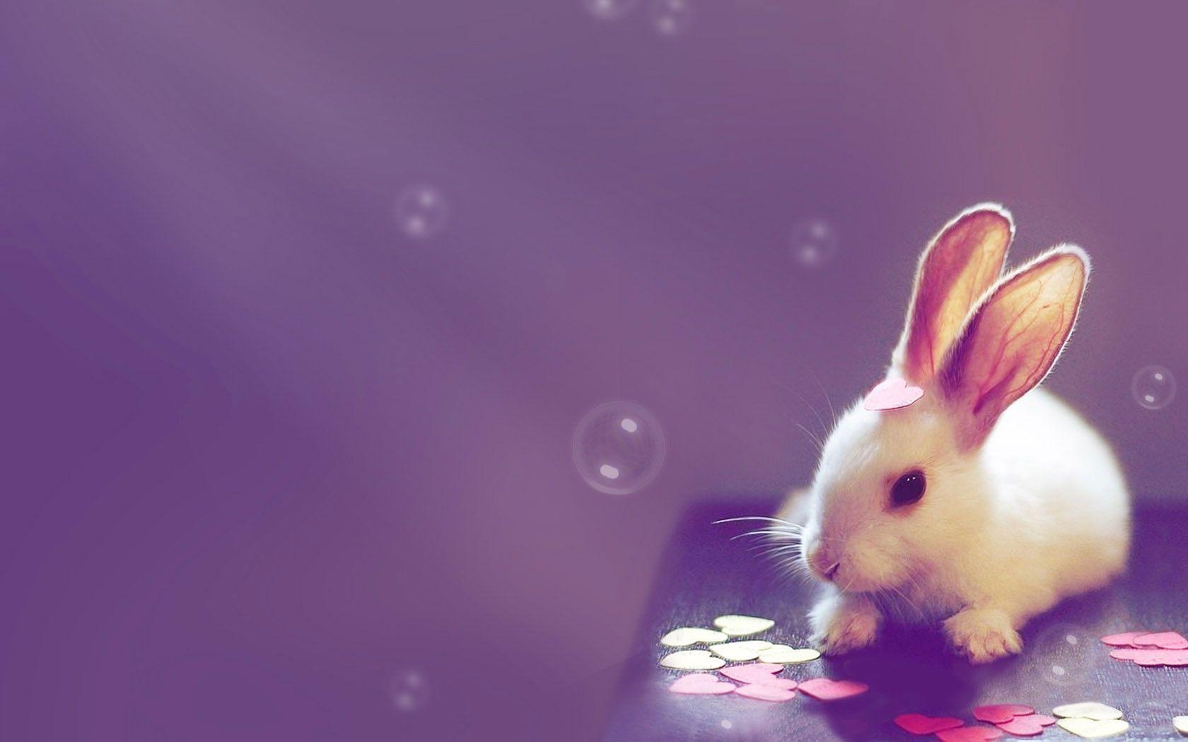 1680x1050 Purple Bunny Wallpaper Free Purple Bunny Background, Desktop