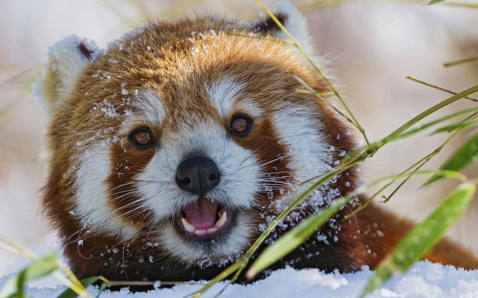 1600x1000 Red Panda Wallpaper HD, Desktop