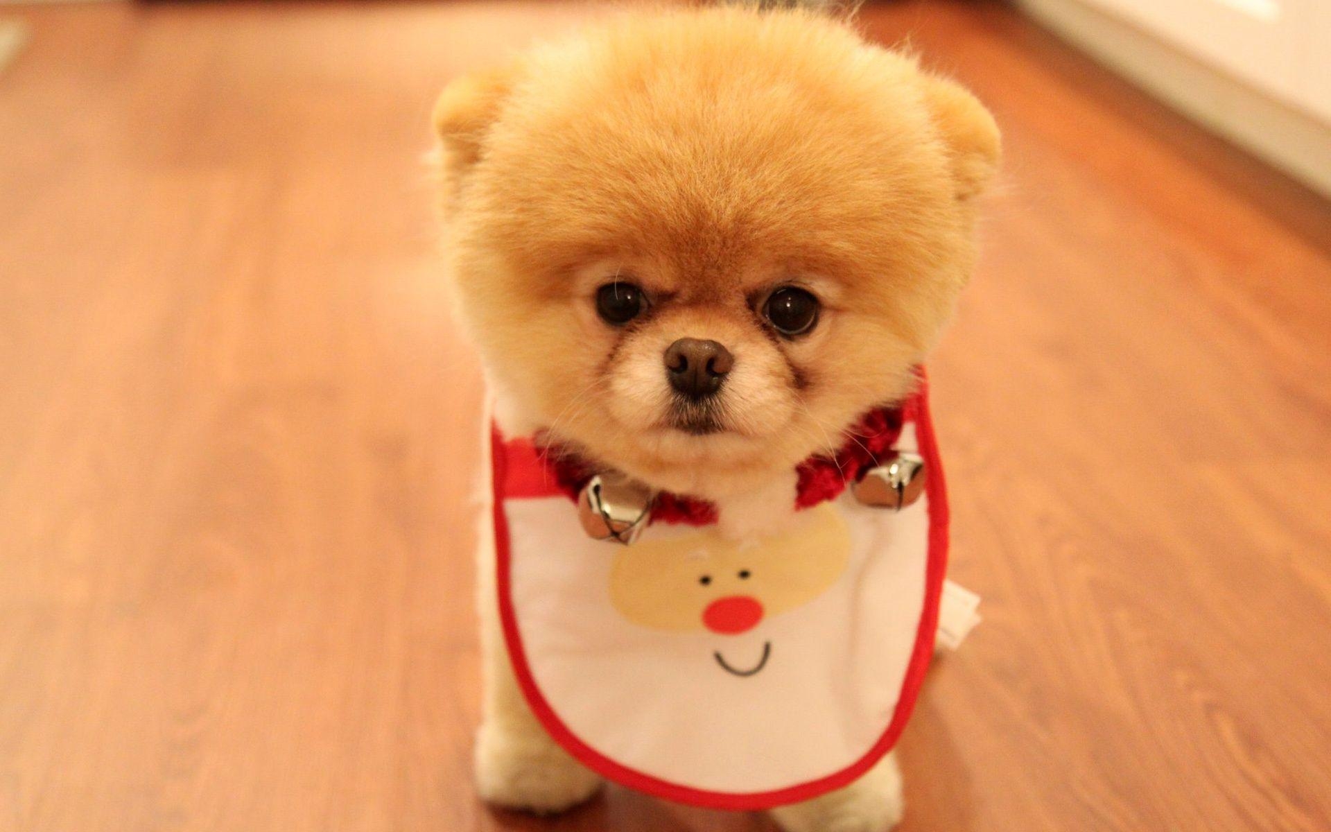 1920x1200 Cute Dog Christmas Wallpaper in jpg format for free download, Desktop