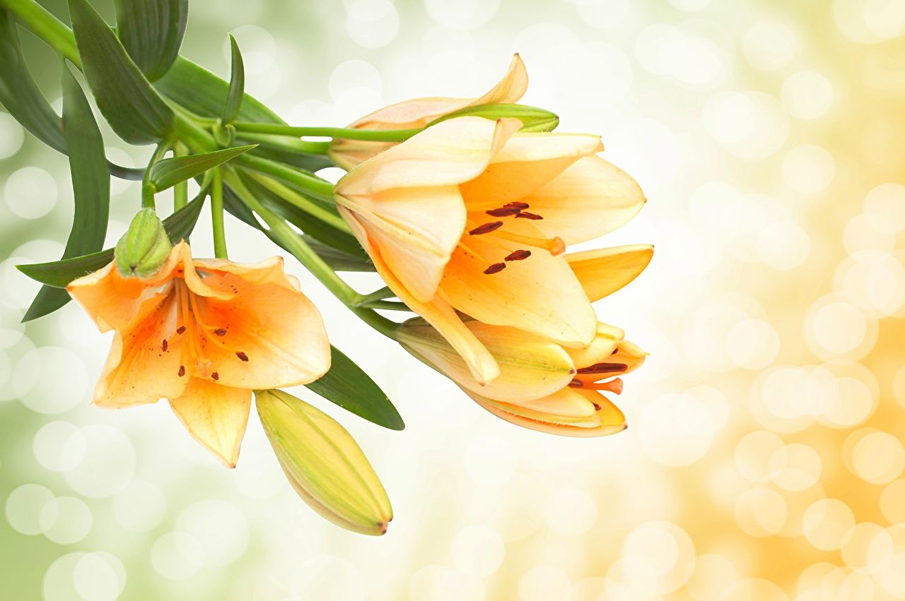 1280x860 Desktop Wallpaper Yellow Lilium Flowers Flower Bud, Desktop