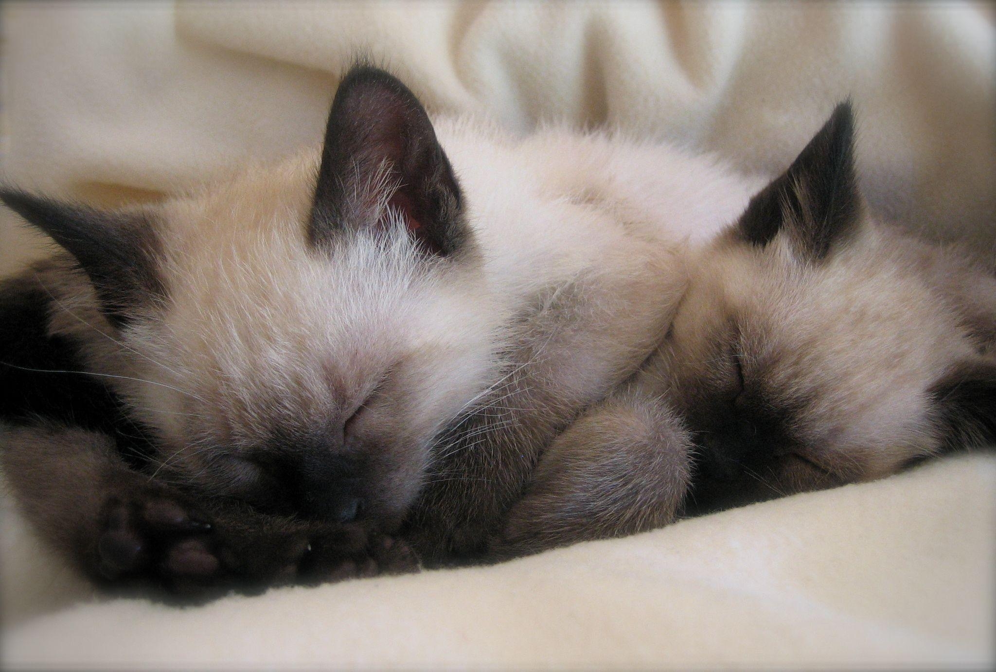 2050x1390 Sleeping Siamese Kittens Wallpaper, Desktop