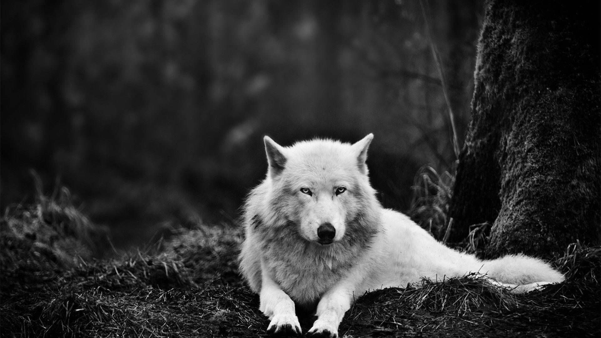 1920x1080 Wolf. Wallpaper HD free Download, Desktop