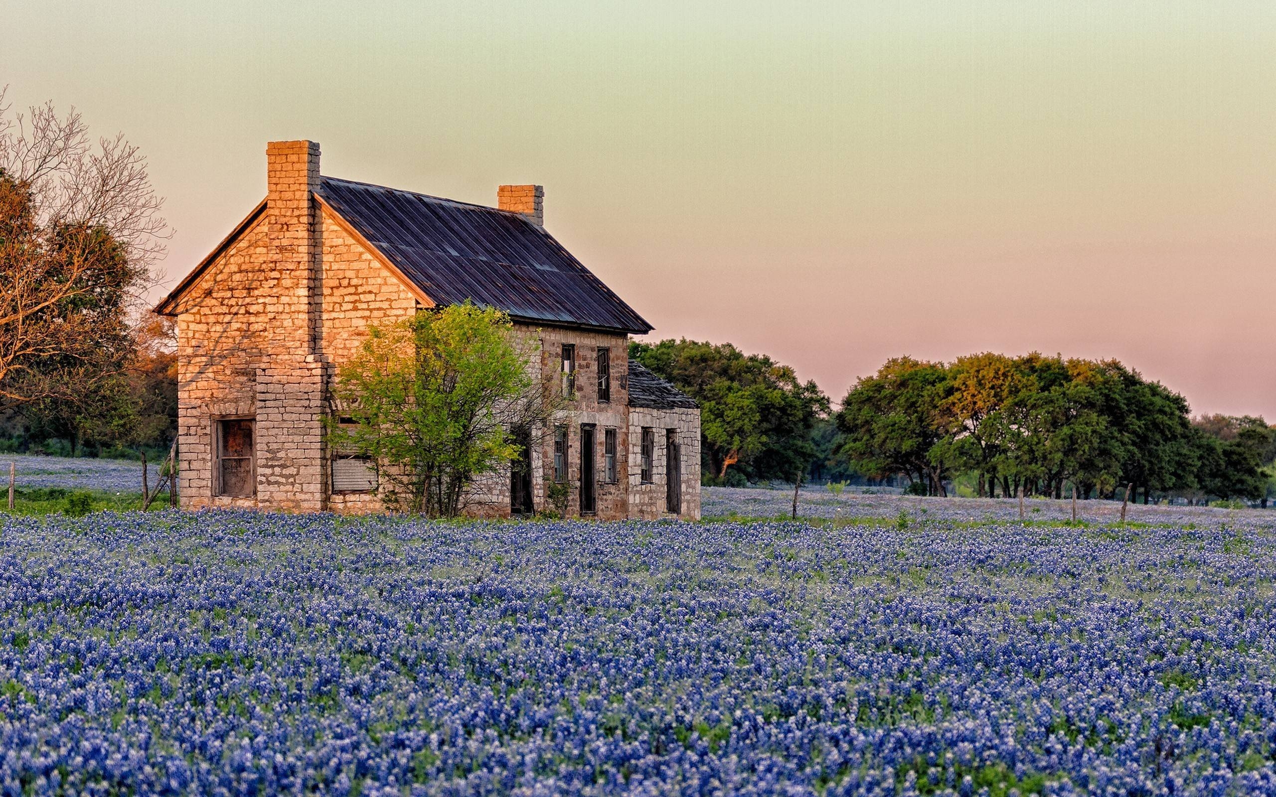 2560x1600 Bluebonnet field in Marble Falls wallpaper, Desktop