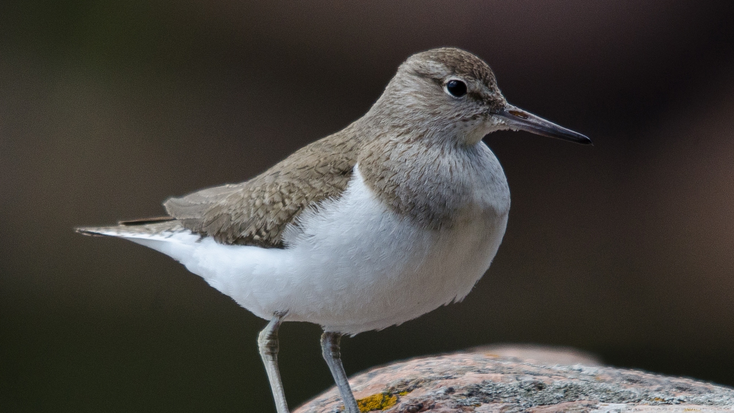 2560x1440 Common Sandpiper Ultra HD Desktop Background Wallpaper, Desktop