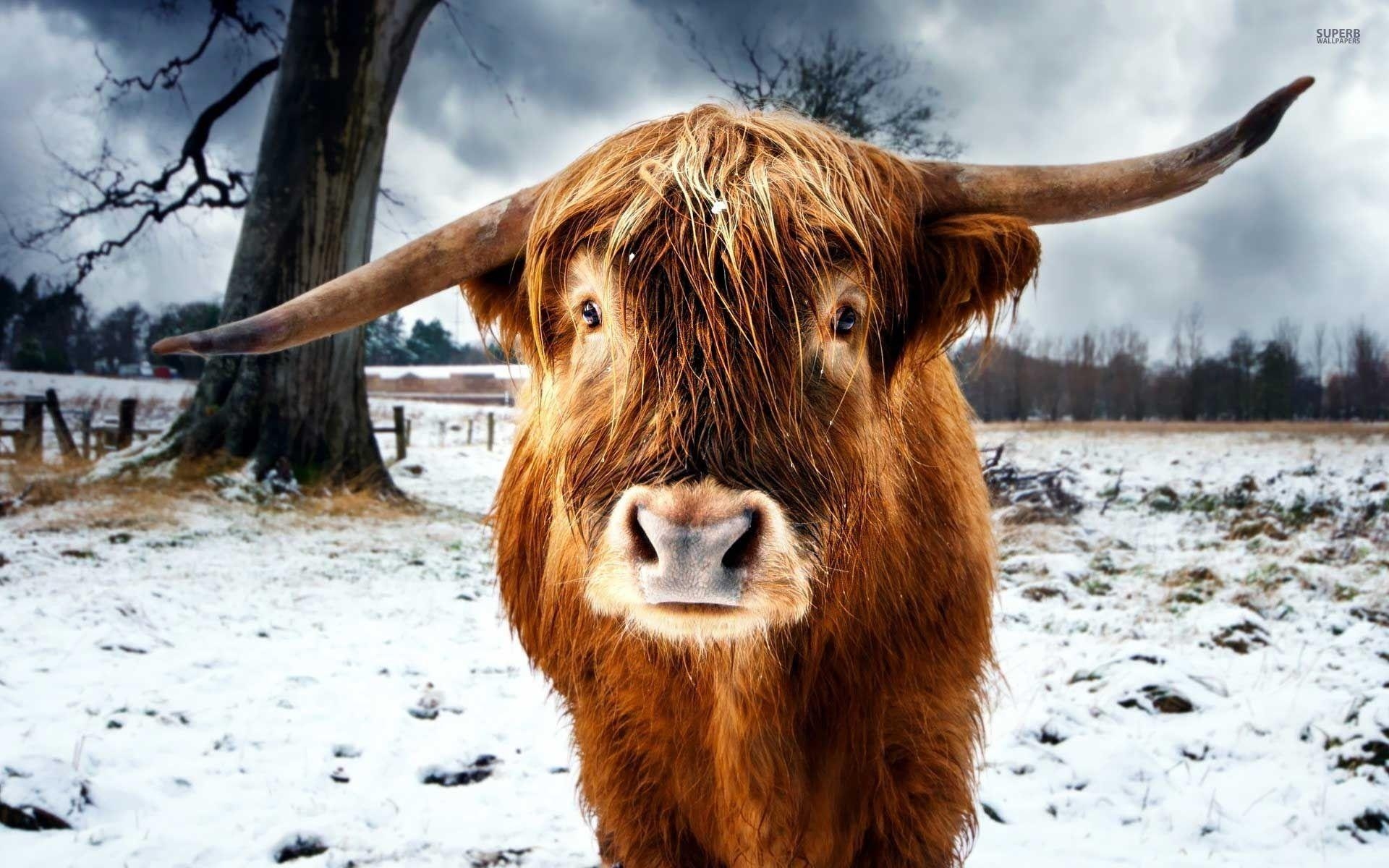 1920x1200 Scottish Wallpaper Highland Cattle. Scottish Highland, Desktop