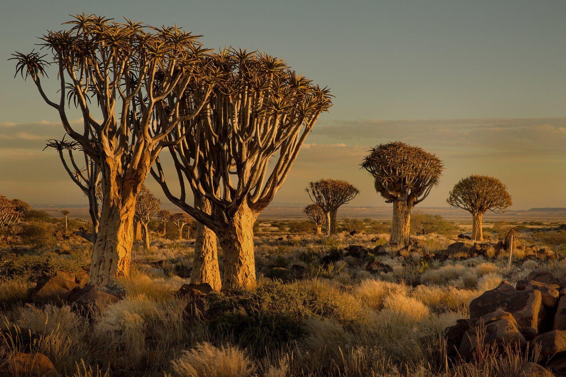 1920x1280 namibia africa sunset tree stones grass HD wallpaper, Desktop