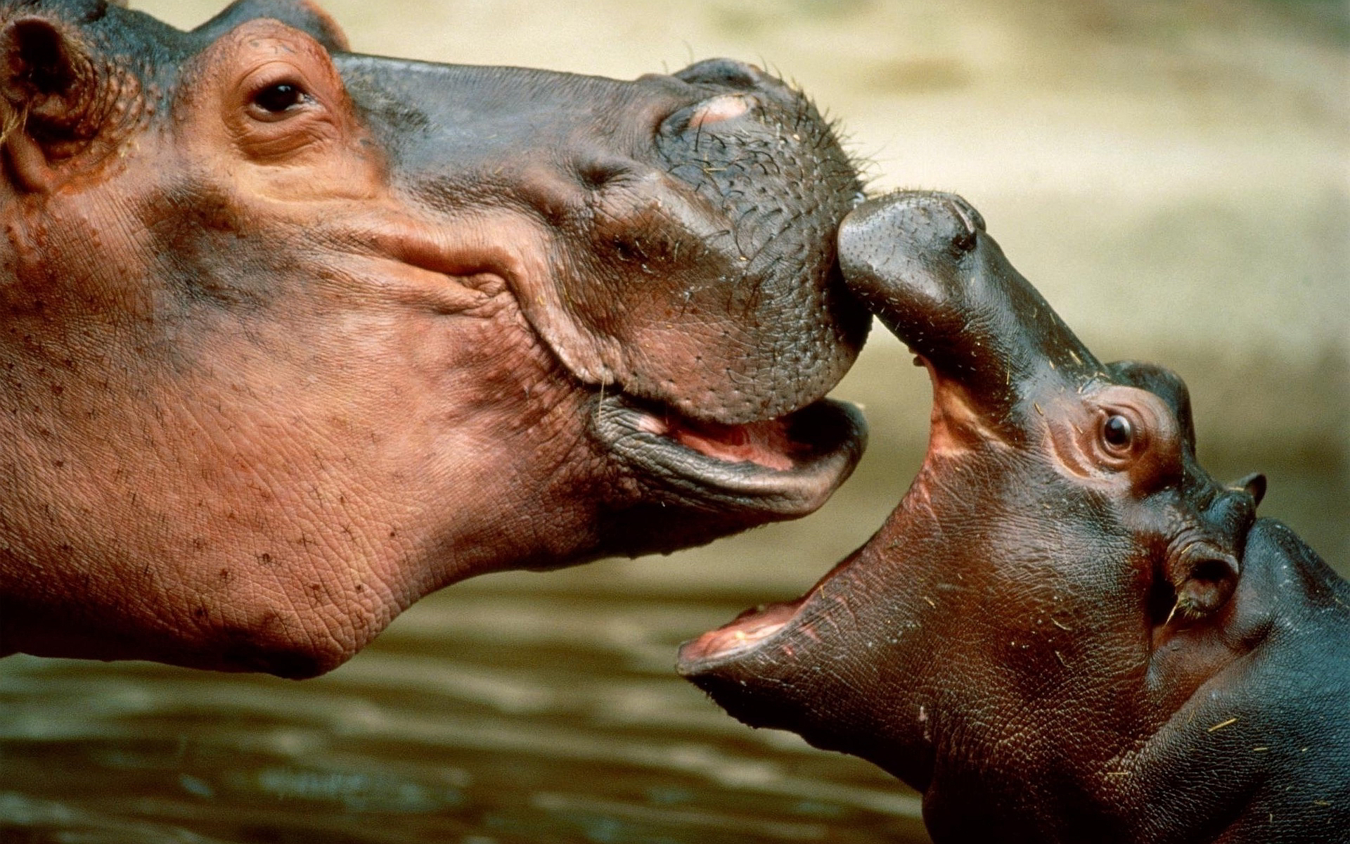 1920x1200 4K Hippopotamus Wallpaper High Quality, Desktop