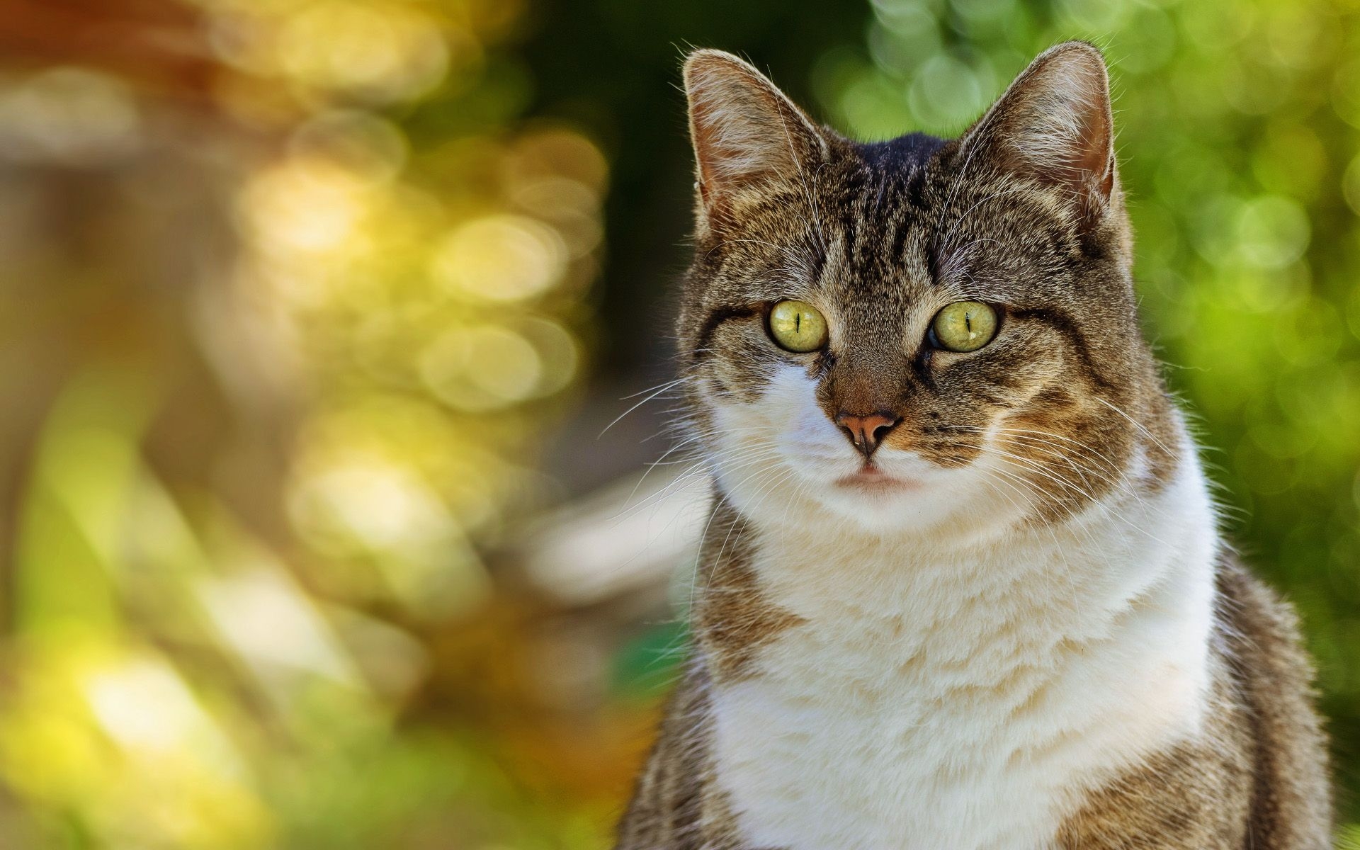 1920x1200 Download Wallpaper American Shorthair Cat, Summer, Close Up, Desktop