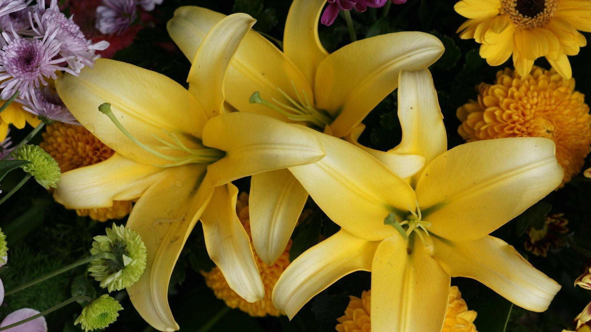 1920x1080 HD Stargazer Lilies Wallpaper, Desktop