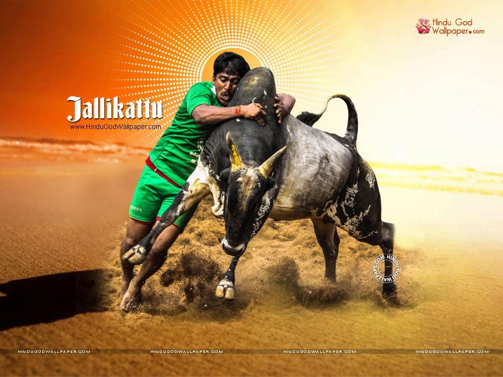 1030x770 Lovable Image: Jallikattu Image.. Save Jallikattu, Desktop