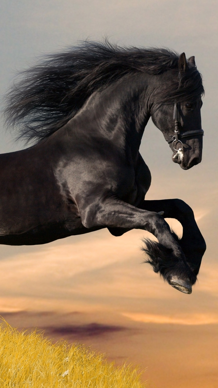 720x1280 Download Friesian Horse wallpaper for mobile phone, free Friesian Horse HD picture, Phone