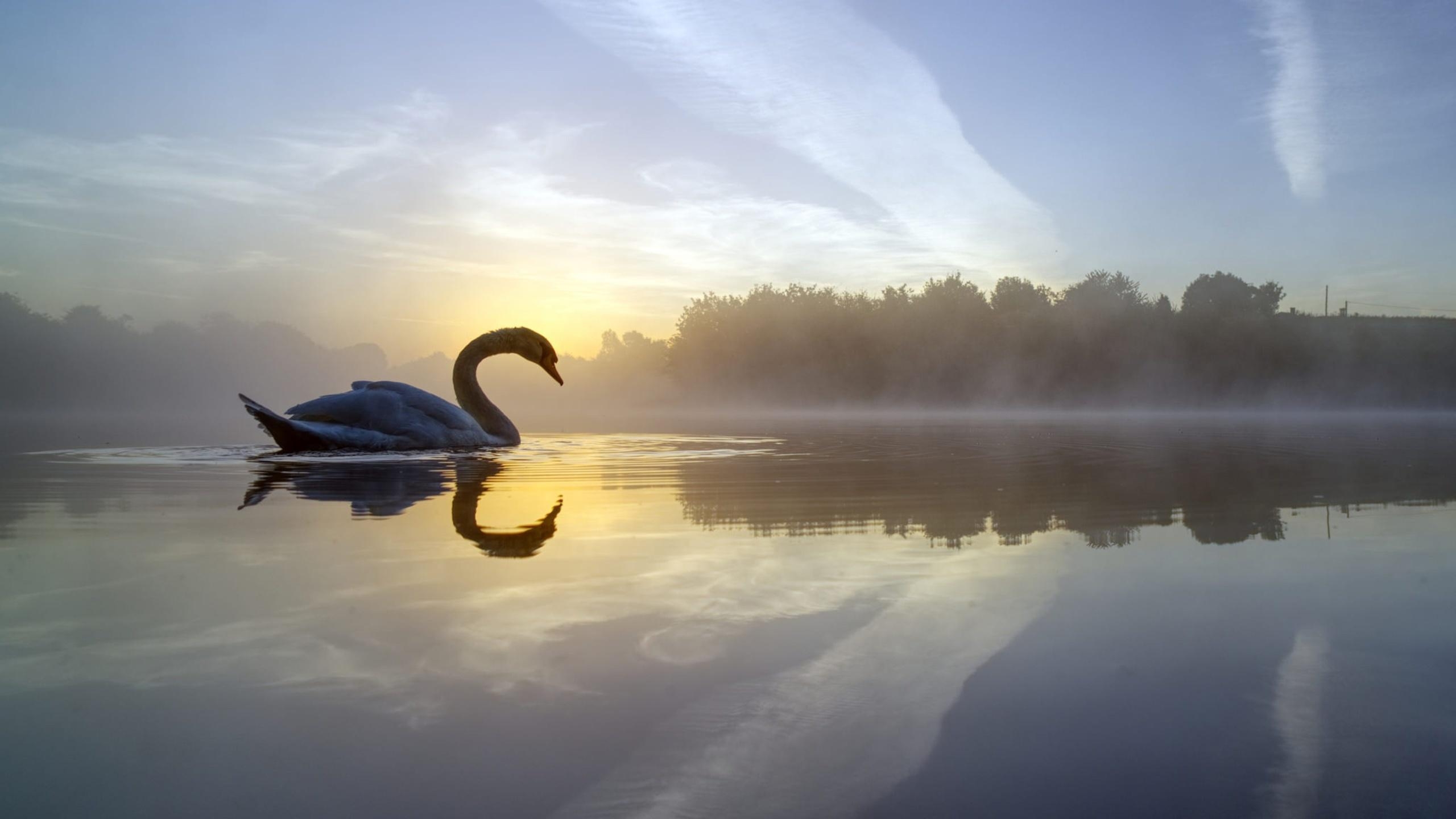 2560x1440 Swan Lake 1440P Resolution HD 4k Wallpaper, Desktop