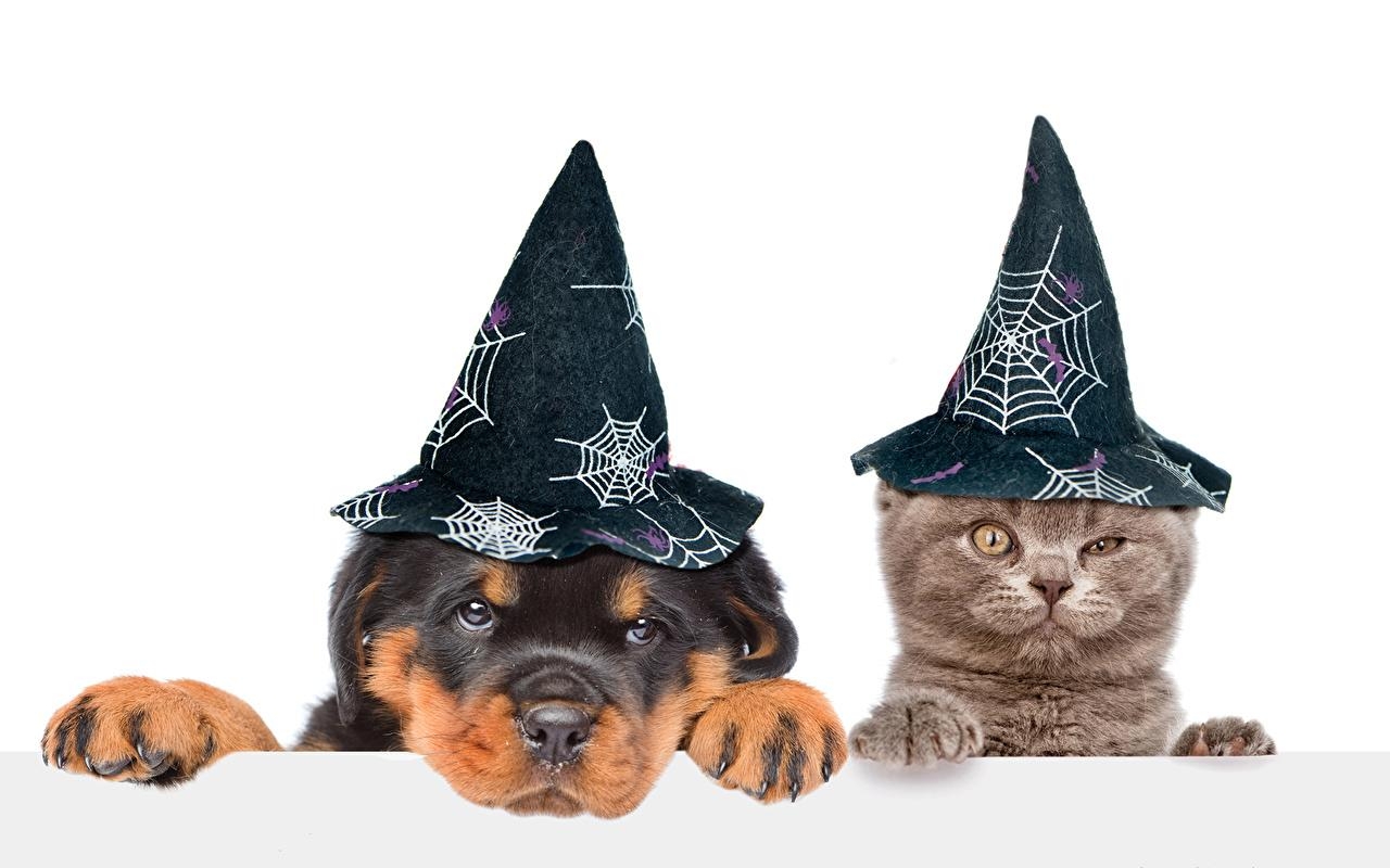 1280x800 Picture puppies kitty cat cat dog Hat Two Halloween animal, Desktop