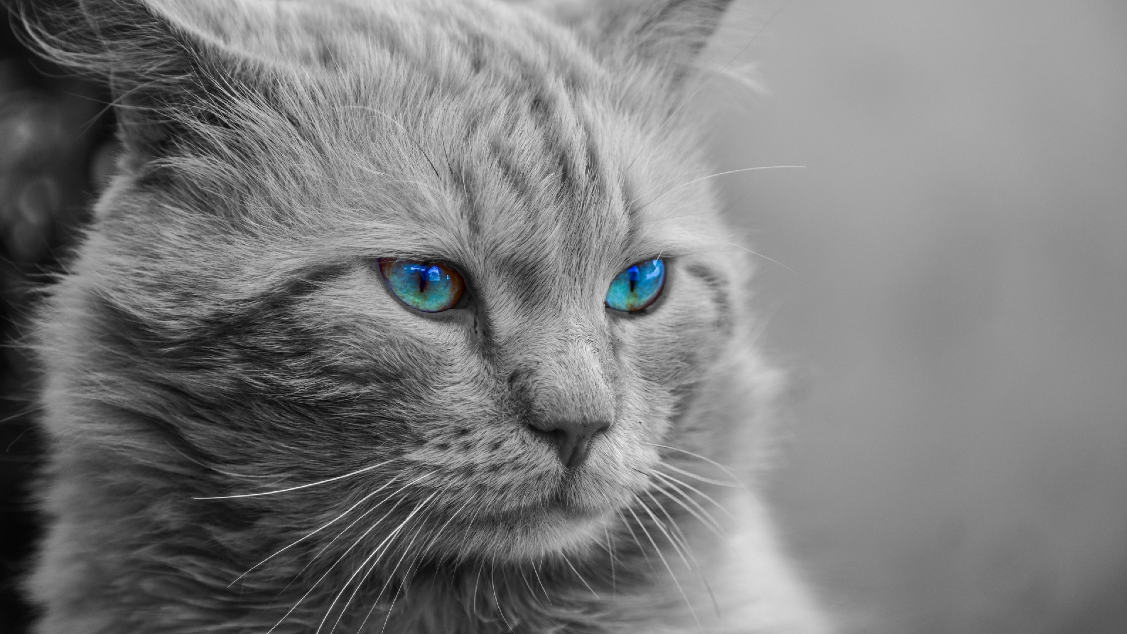 3840x2160 Persian cat HD Wallpaper 4K Ultra HD, Desktop