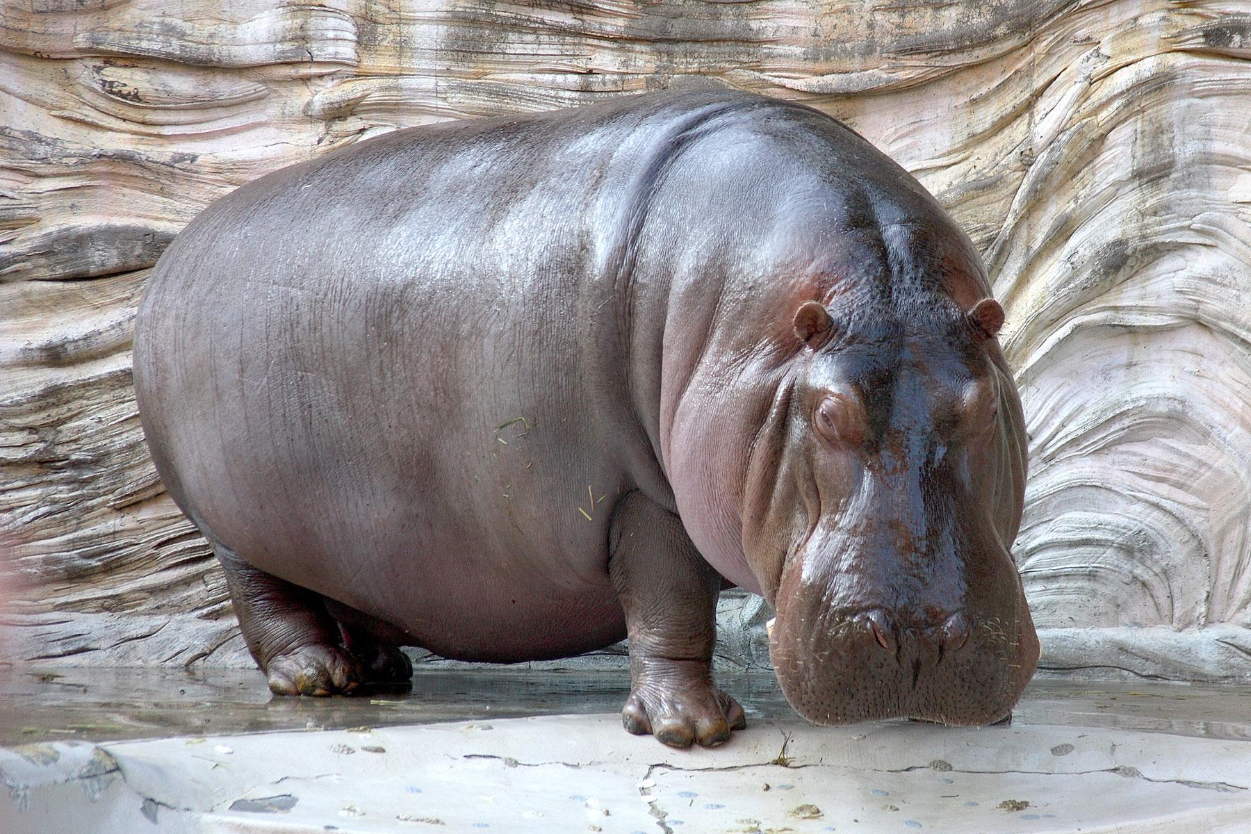 1800x1200 Hippopotamus Image Latest Full HD Wallpaper Gallery, Desktop