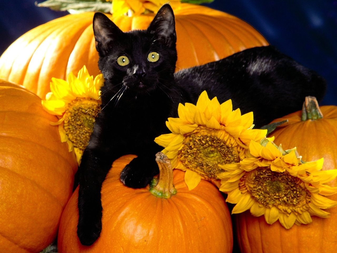 1280x960 Halloween Kitten Wallpaper, Desktop
