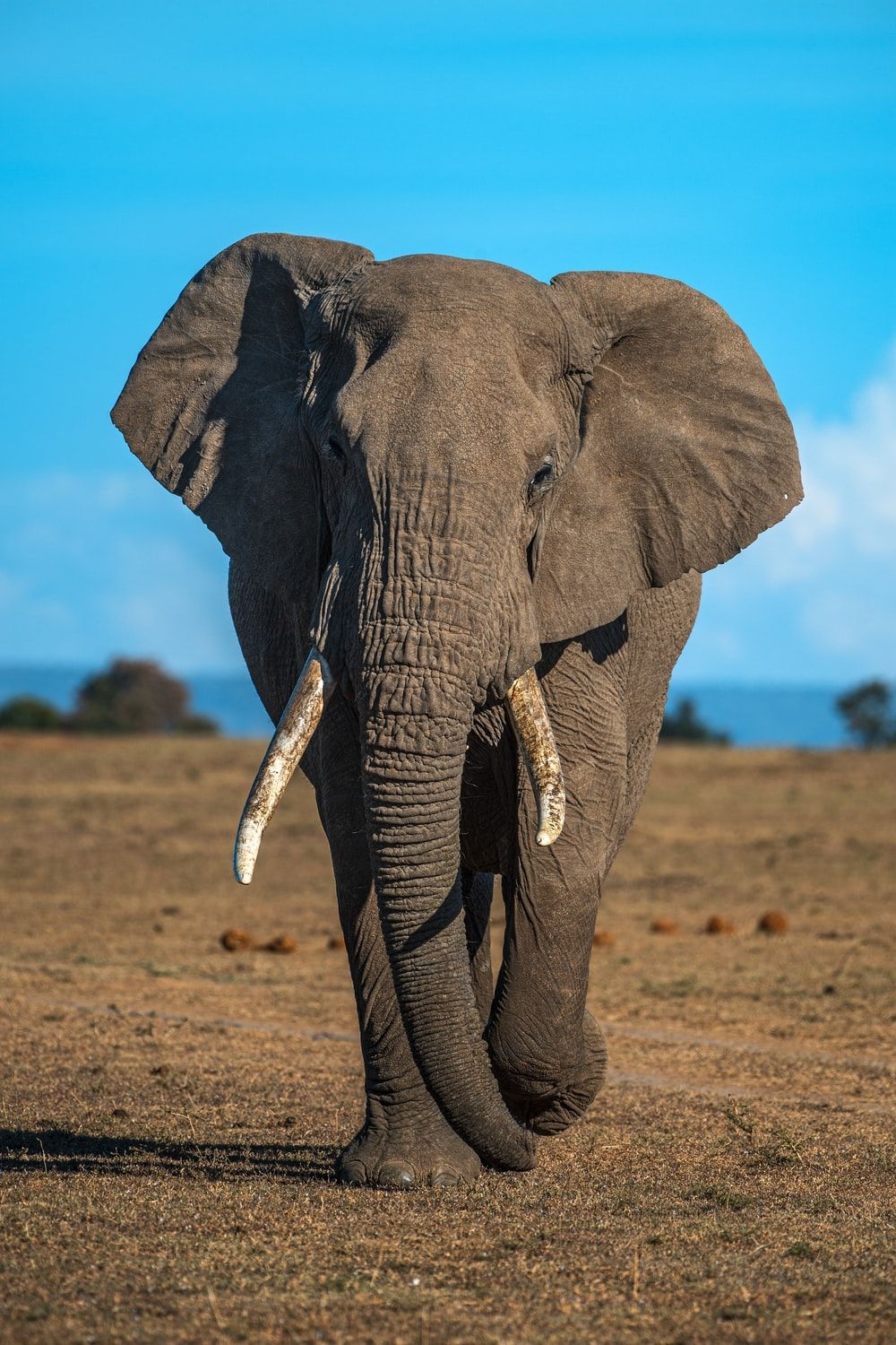 1000x1500 Elephant Wallpaper: Free HD Download [HQ], Phone