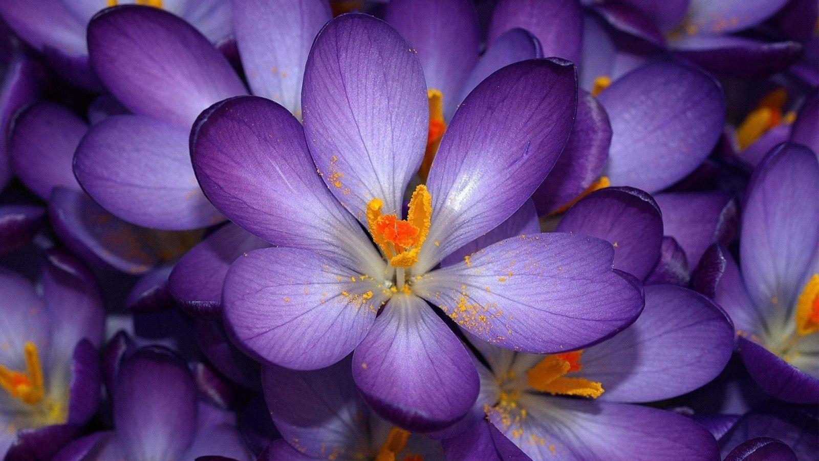 1600x900 Beautiful purple flowers wallpaper, Calming and many, Desktop