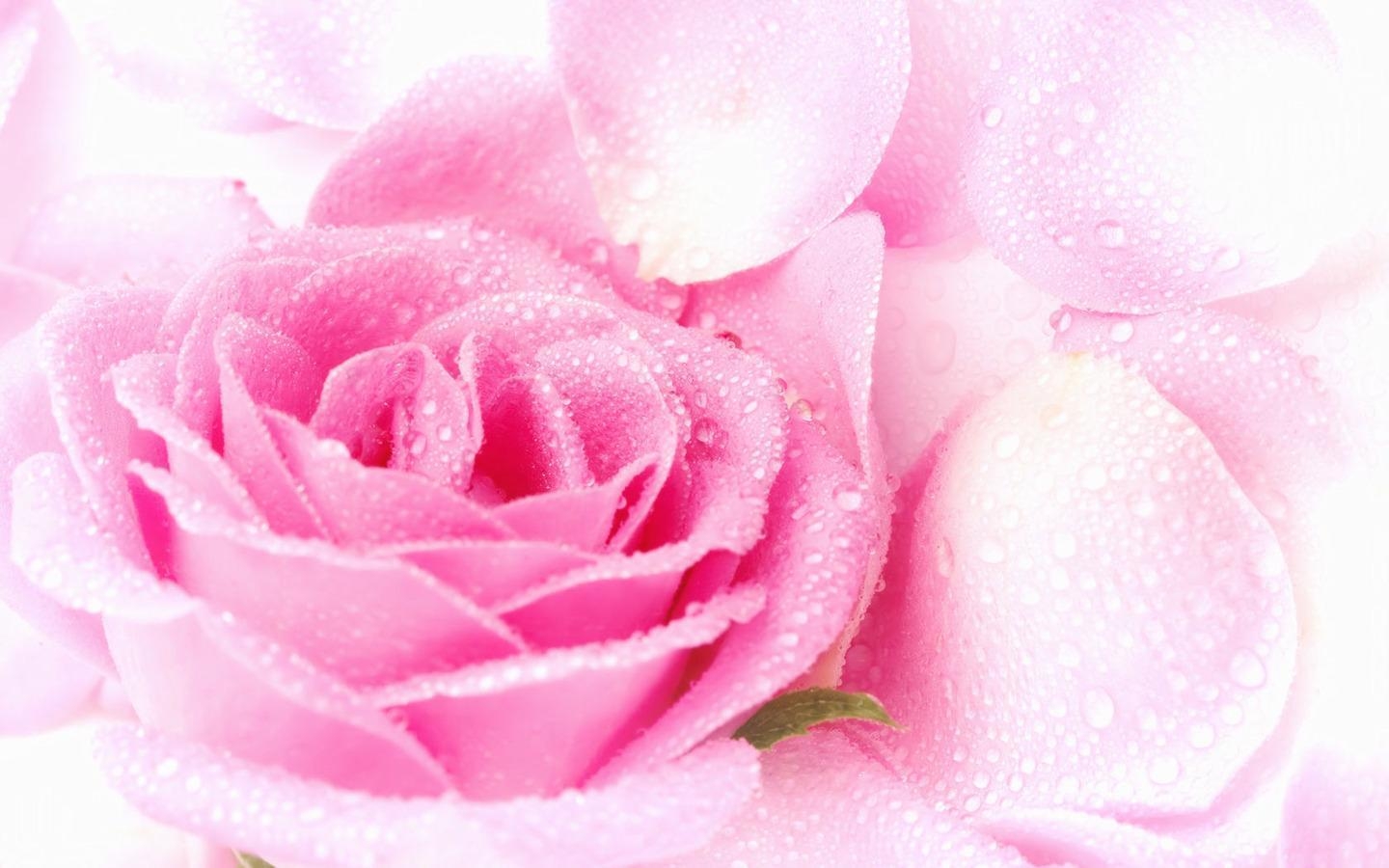 1440x900 Pretty Pink Roses, Desktop